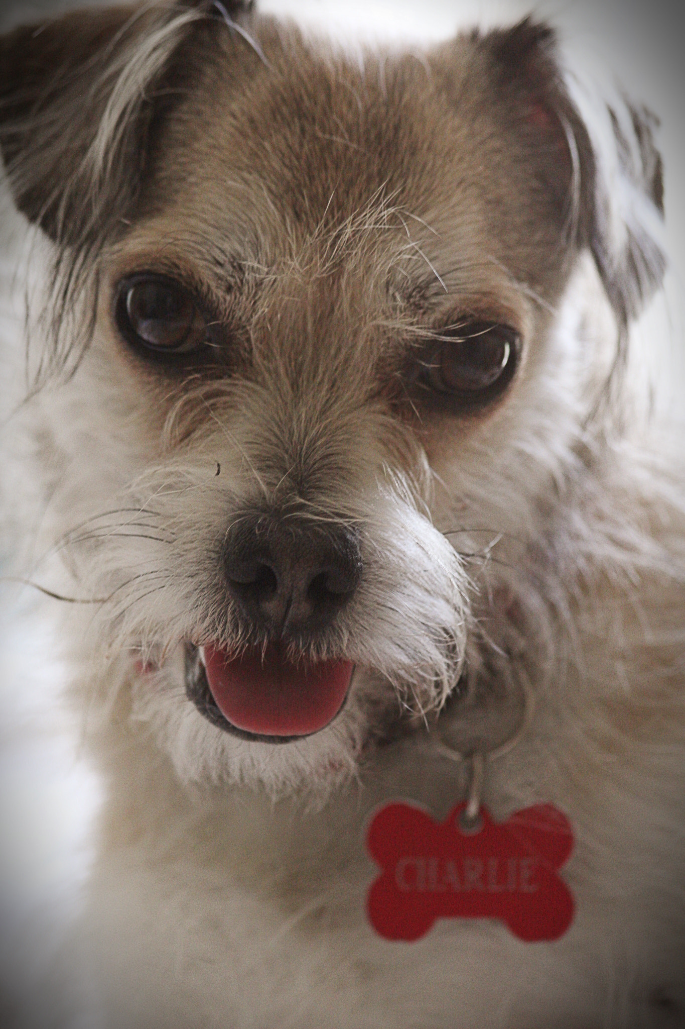 Canon EF 70-300mm F4-5.6 IS USM sample photo. Charlie photography