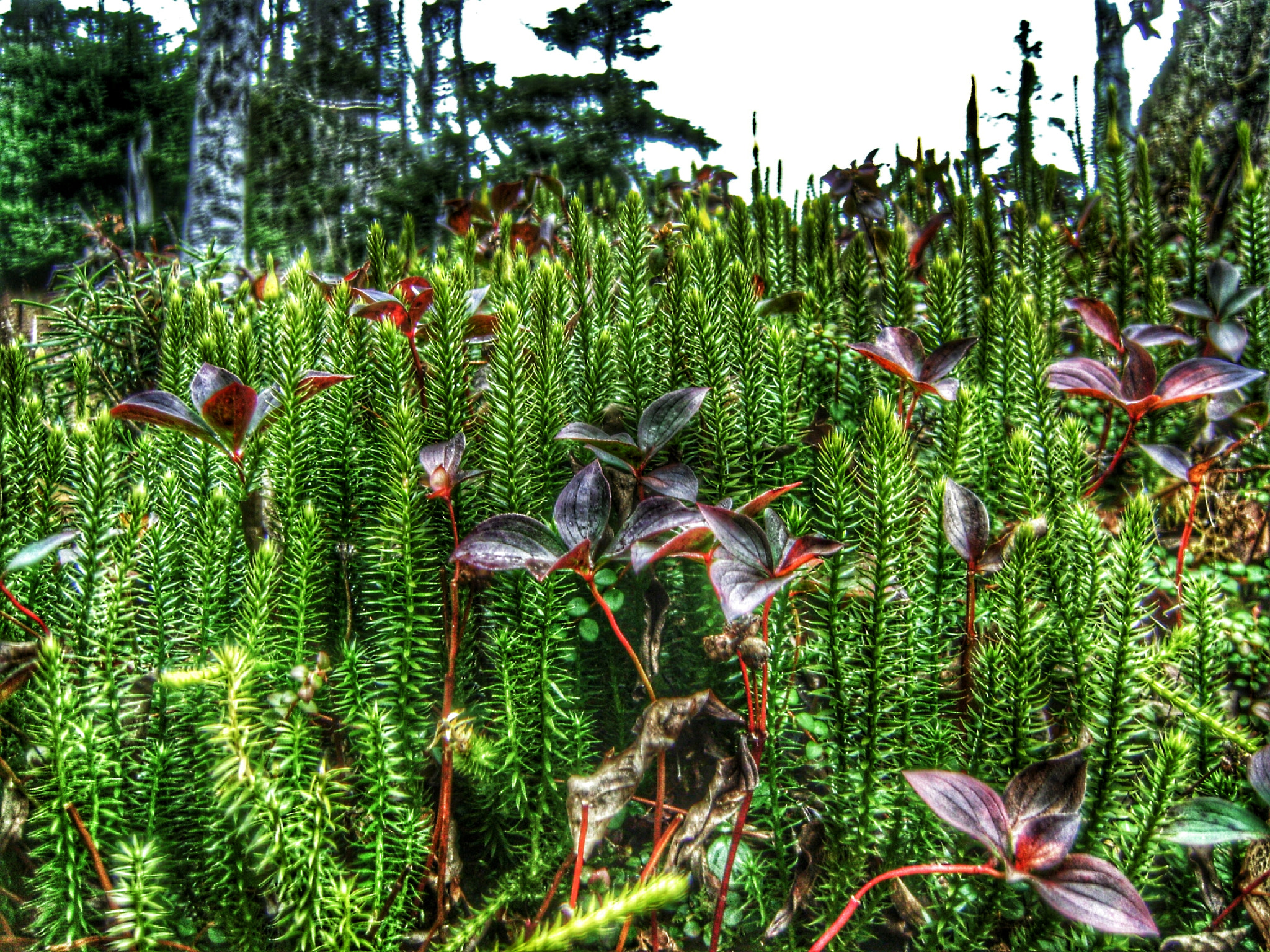 Sony DSC-S730 sample photo. Forest floor photography