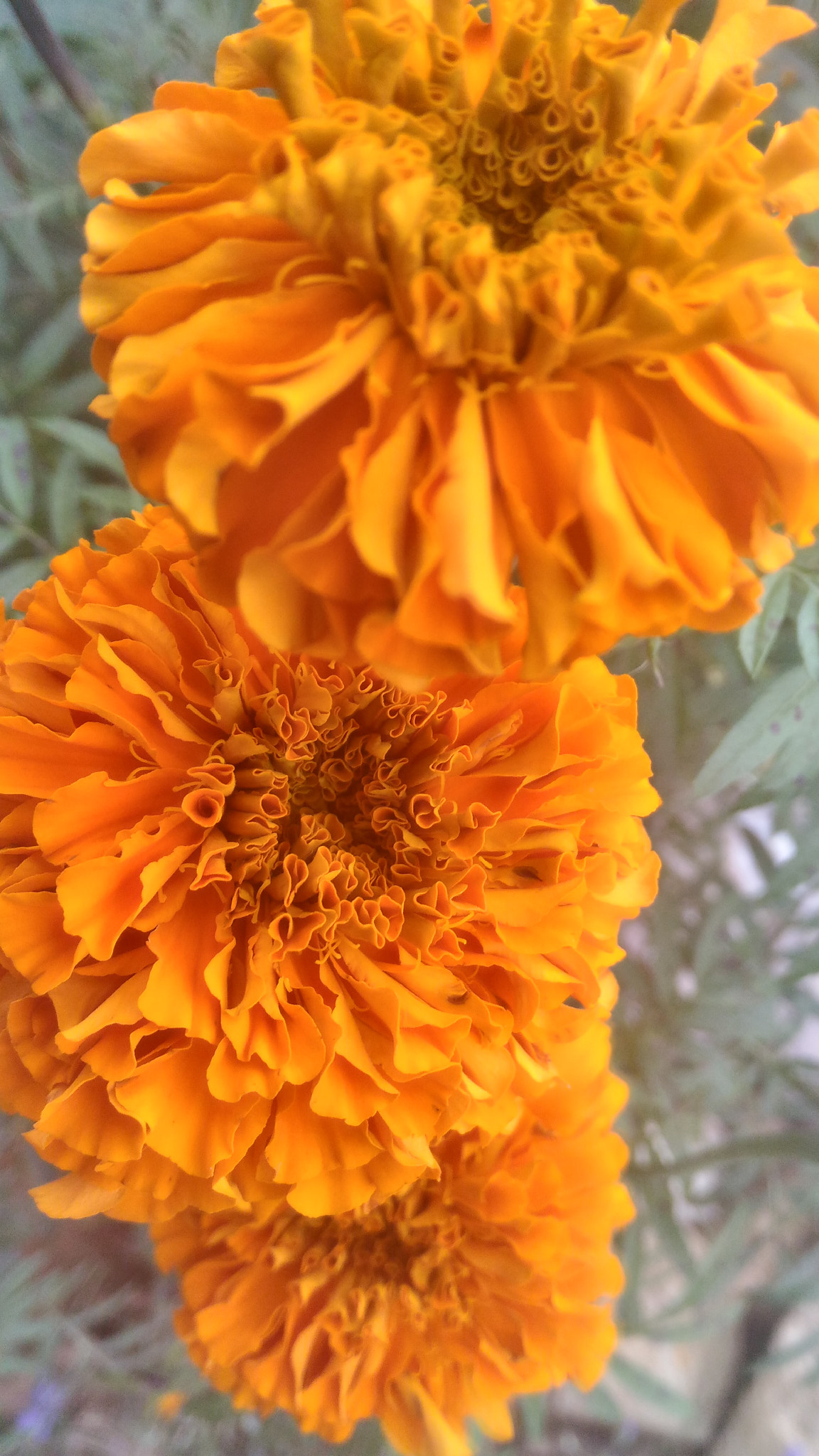 ASUS ZenFone Max (ZC550KL) sample photo