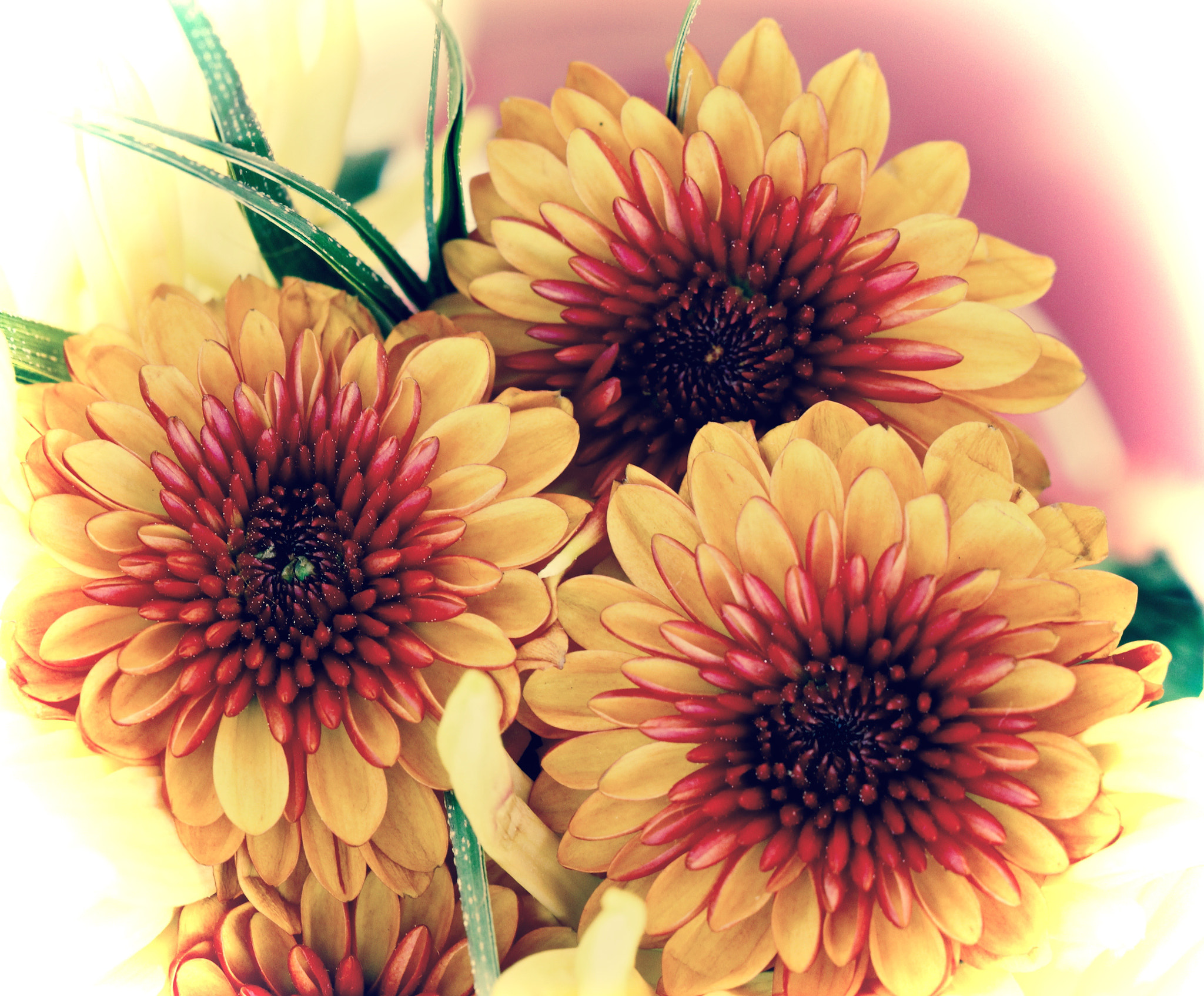Canon EOS 60D + Canon EF 100mm F2.8L Macro IS USM sample photo. Beautiful fall mums photography