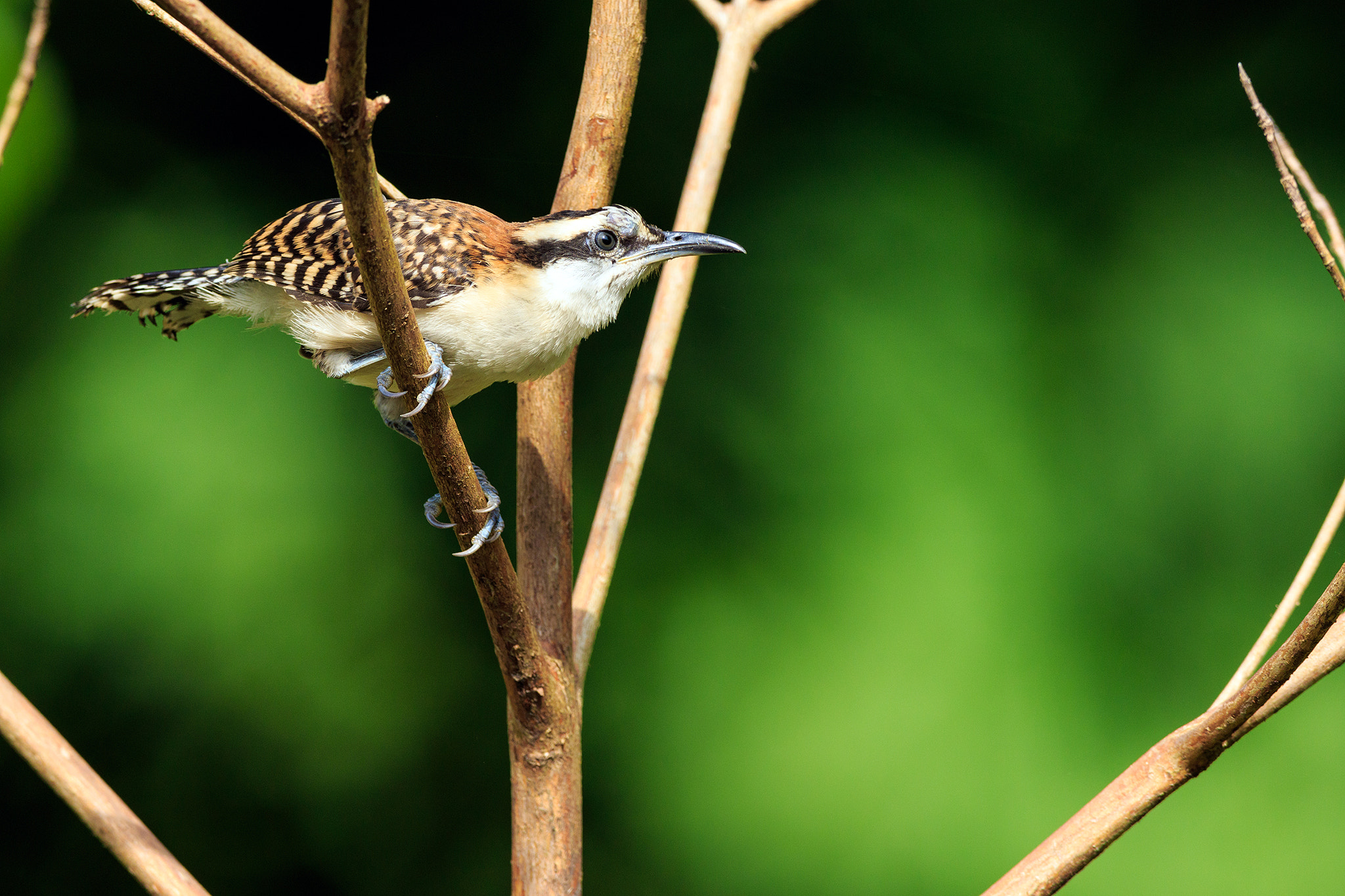Canon EF 600mm f/4L IS sample photo. Rufous-naped wren photography