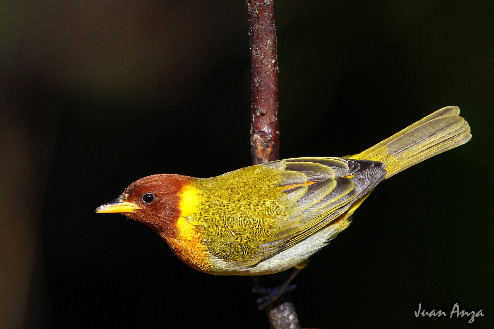 Canon EF 100-400mm F4.5-5.6L IS USM sample photo. Rufous-headed tanager - male photography