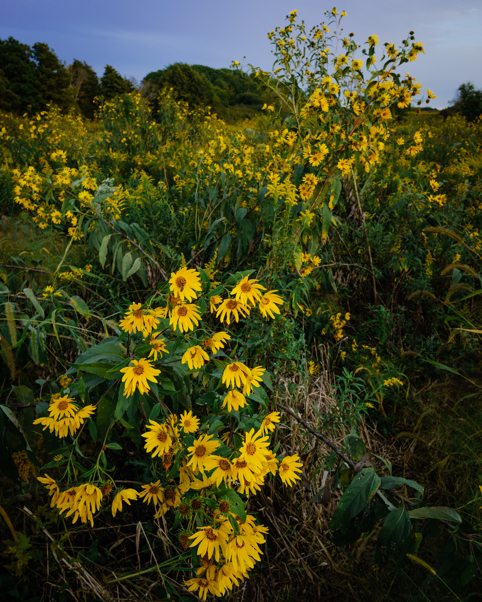 E 21mm F2.8 sample photo. Twilight photography