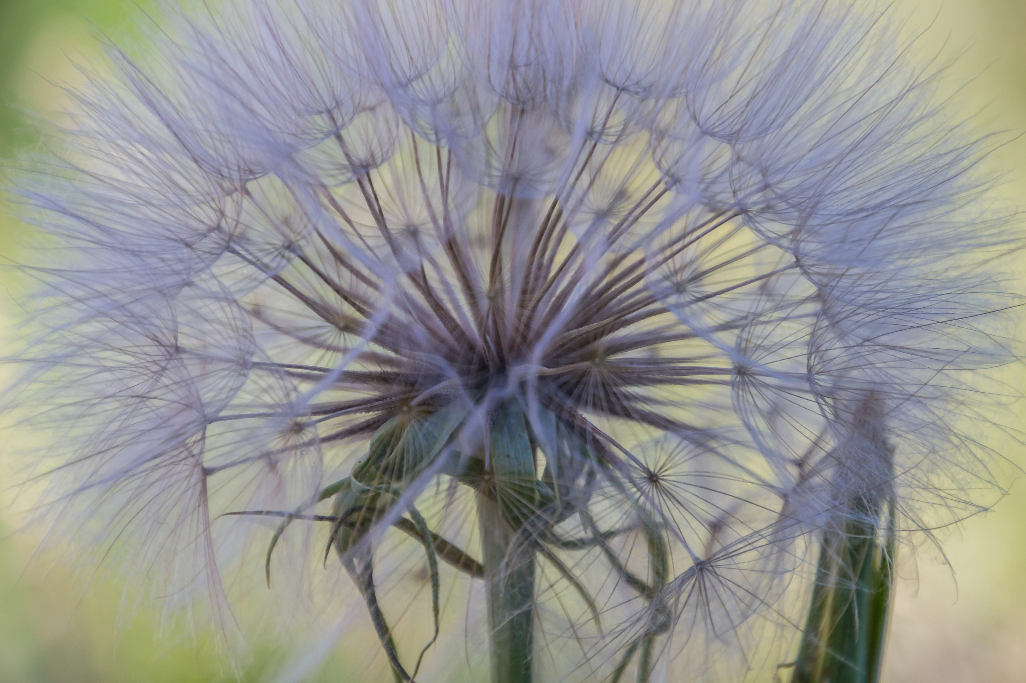 Canon EOS 100D (EOS Rebel SL1 / EOS Kiss X7) sample photo. Delicate and soft photography