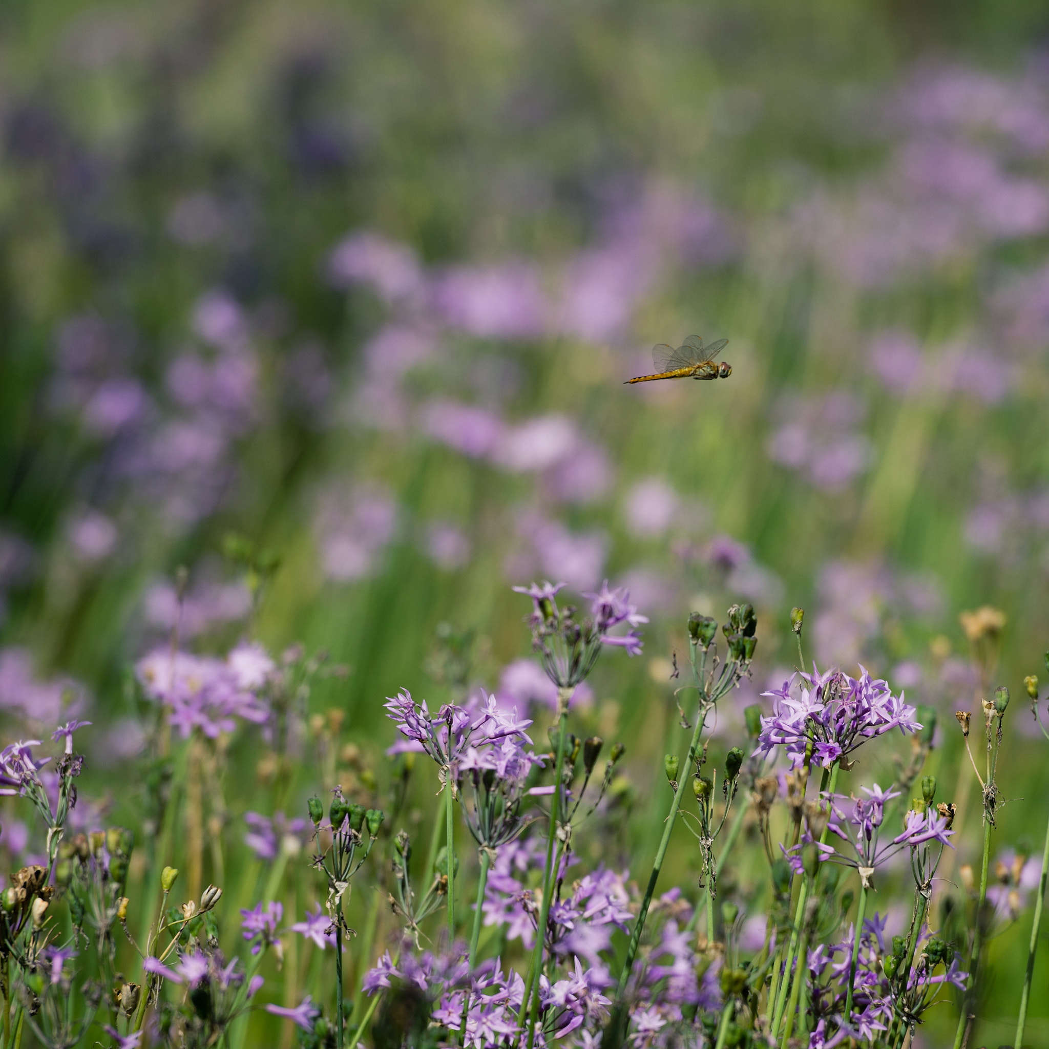 Nikon Df sample photo. Dragonfly in the park photography