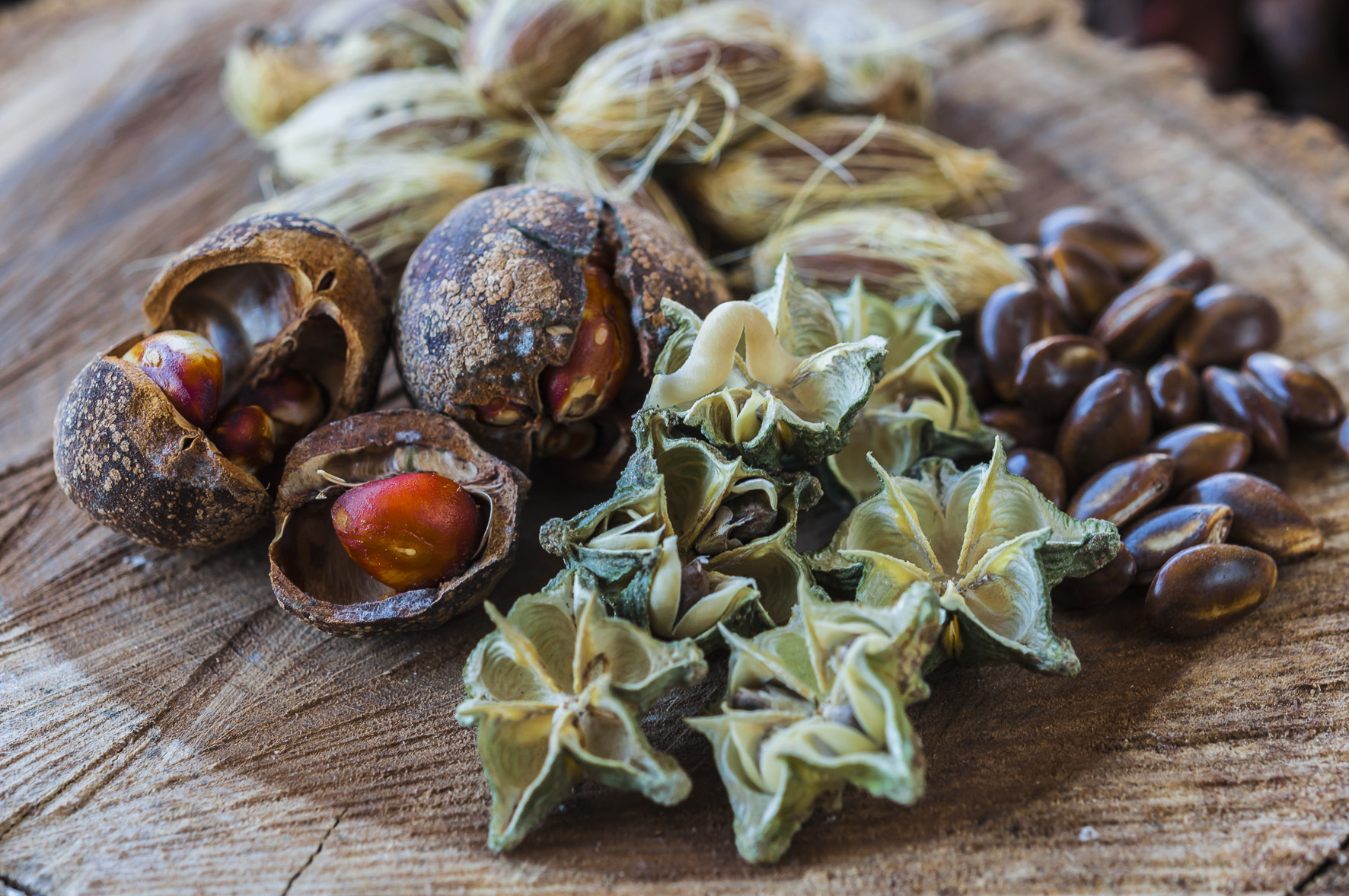 Nikon AF-S Micro-Nikkor 60mm F2.8G ED sample photo. Cerrado seeds photography