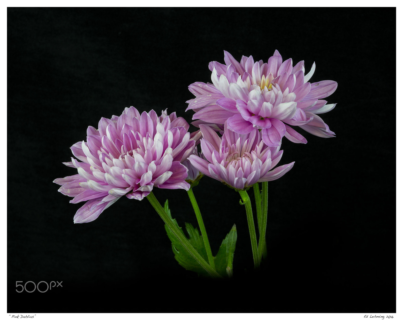 AF Zoom-Nikkor 28-70mm f/3.5-4.5D sample photo. Pink dahlias photography