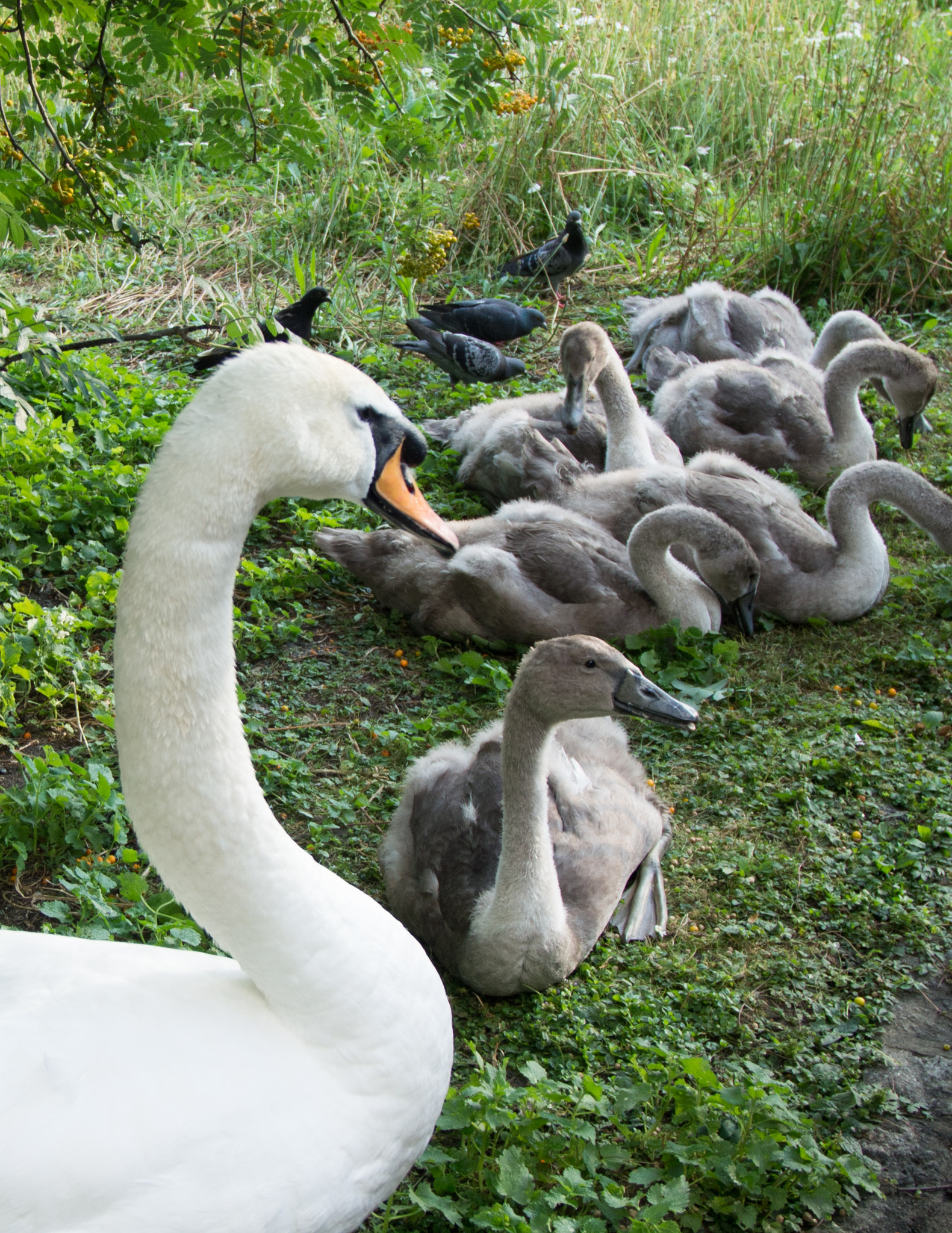 Olympus PEN E-PM2 sample photo. Queen's swan photography