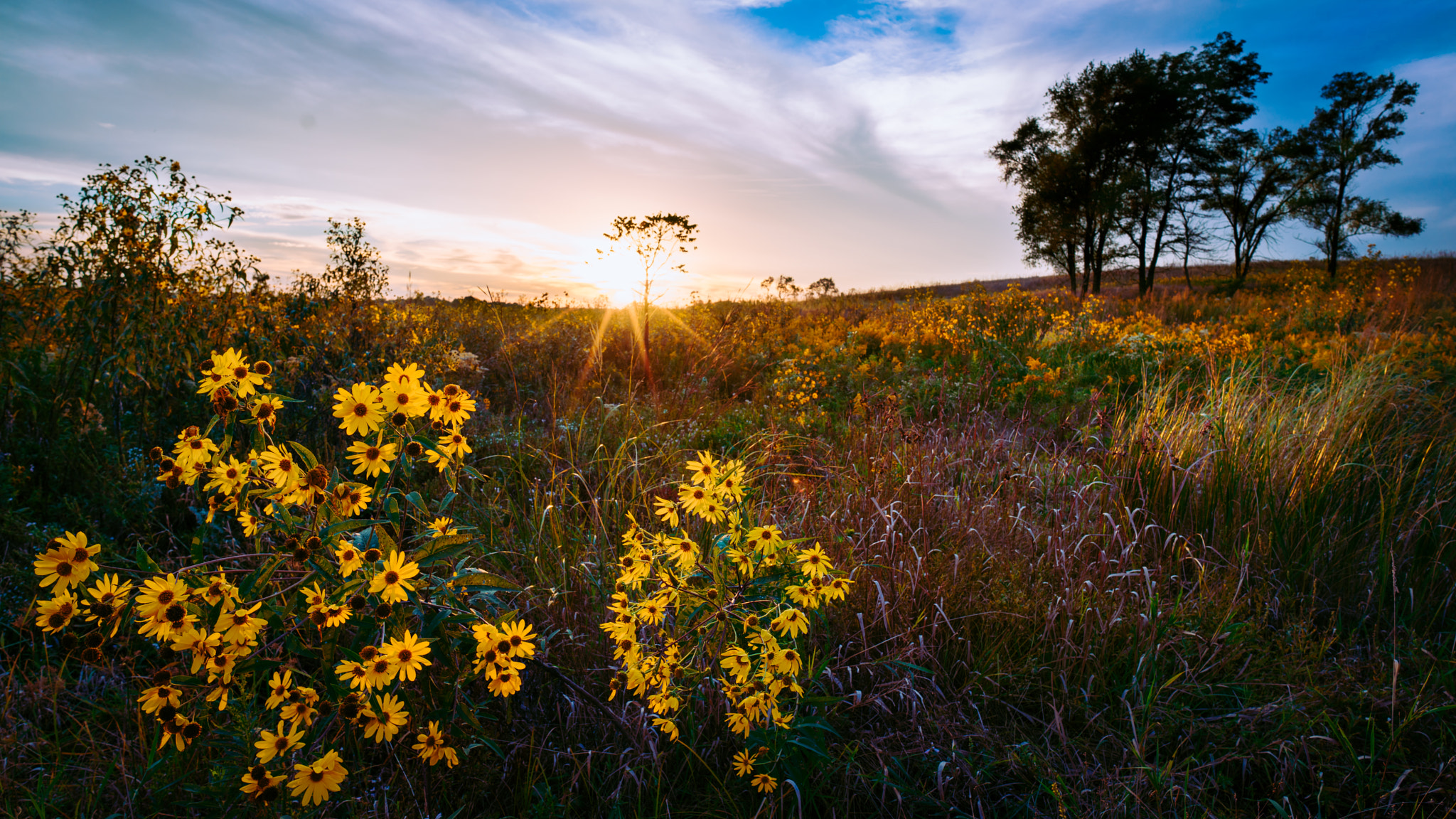 Sony a7R + E 21mm F2.8 sample photo. Ox-eye sunflowers photography