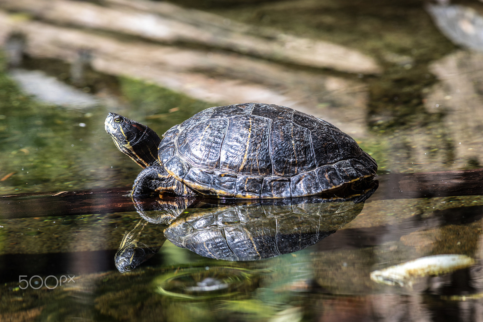 Canon EF 400mm F5.6L USM sample photo. Outer reflection photography