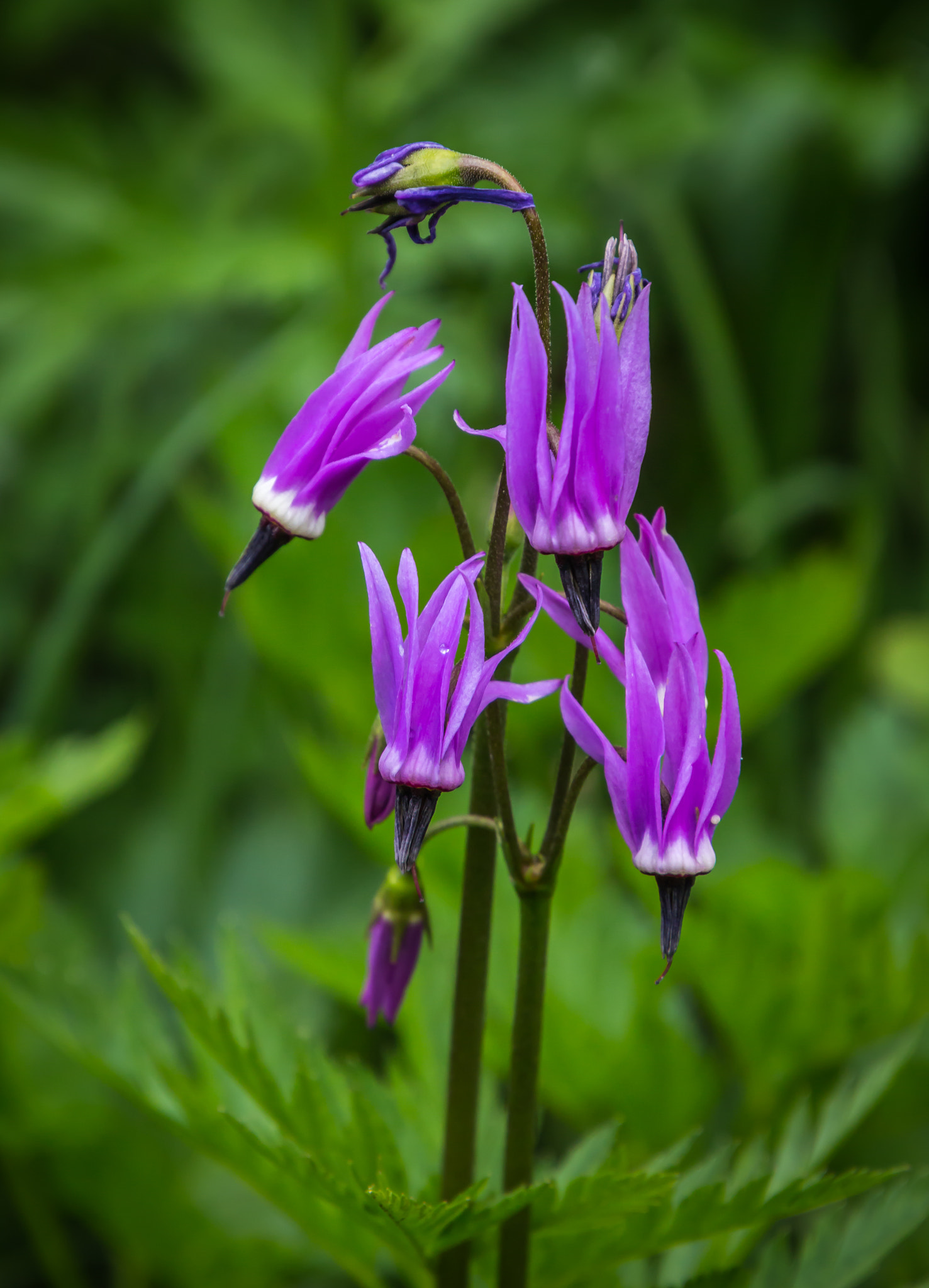 Canon EOS 100D (EOS Rebel SL1 / EOS Kiss X7) sample photo. Shooting star photography