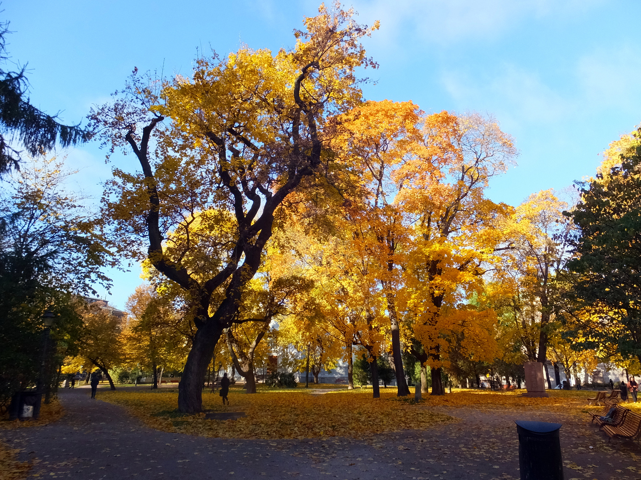 Fujifilm FinePix F850EXR sample photo. Yellow trees photography