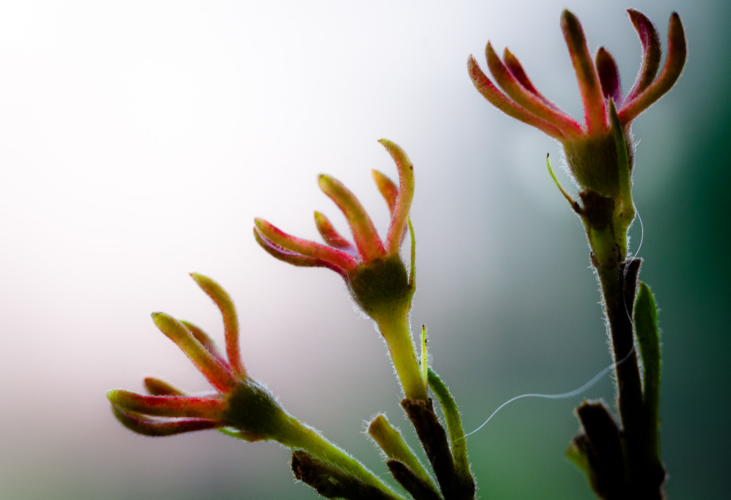 Nikon D40X sample photo. Trio photography