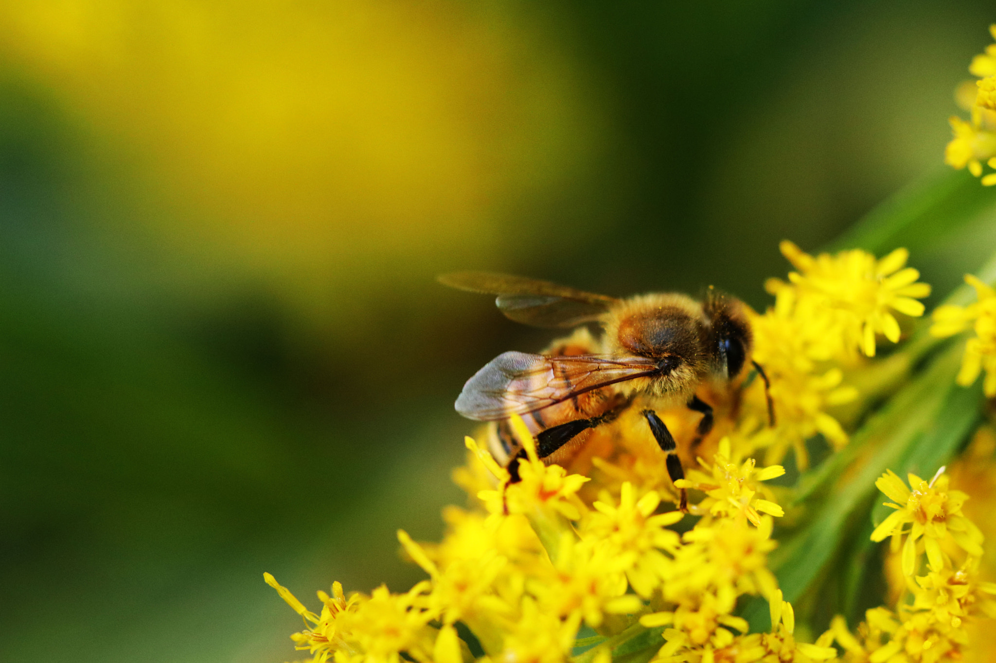 Canon EOS 80D + Canon EF 100mm F2.8L Macro IS USM sample photo. Img photography