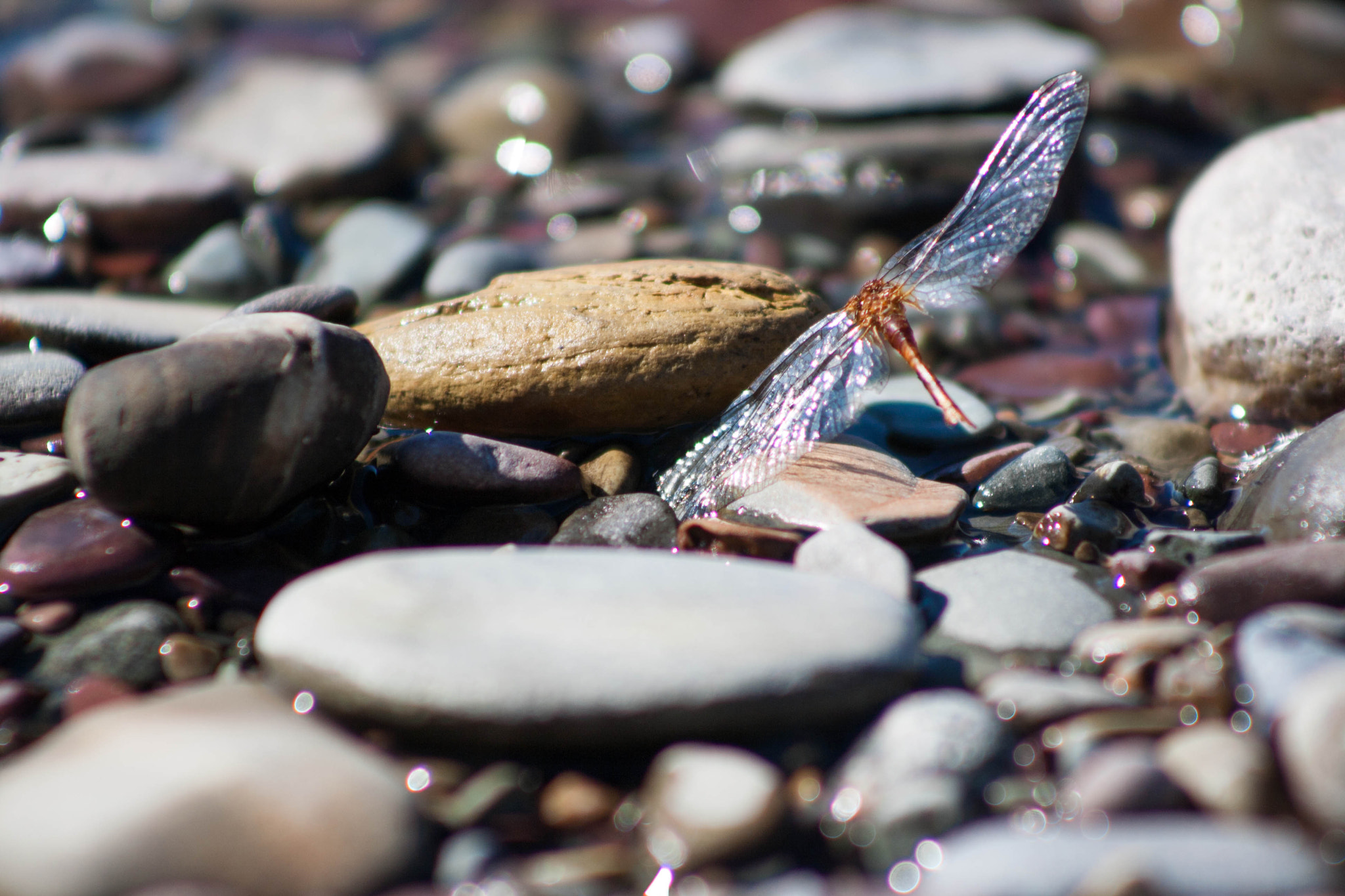Canon EF 75-300mm f/4-5.6 USM sample photo. Firefly lake mcdonald photography