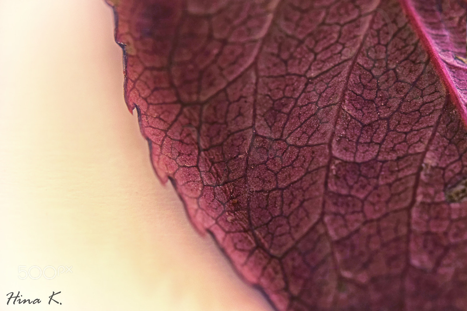 Nikon AF-S Micro-Nikkor 60mm F2.8G ED sample photo. Color bleeds through the veins... photography