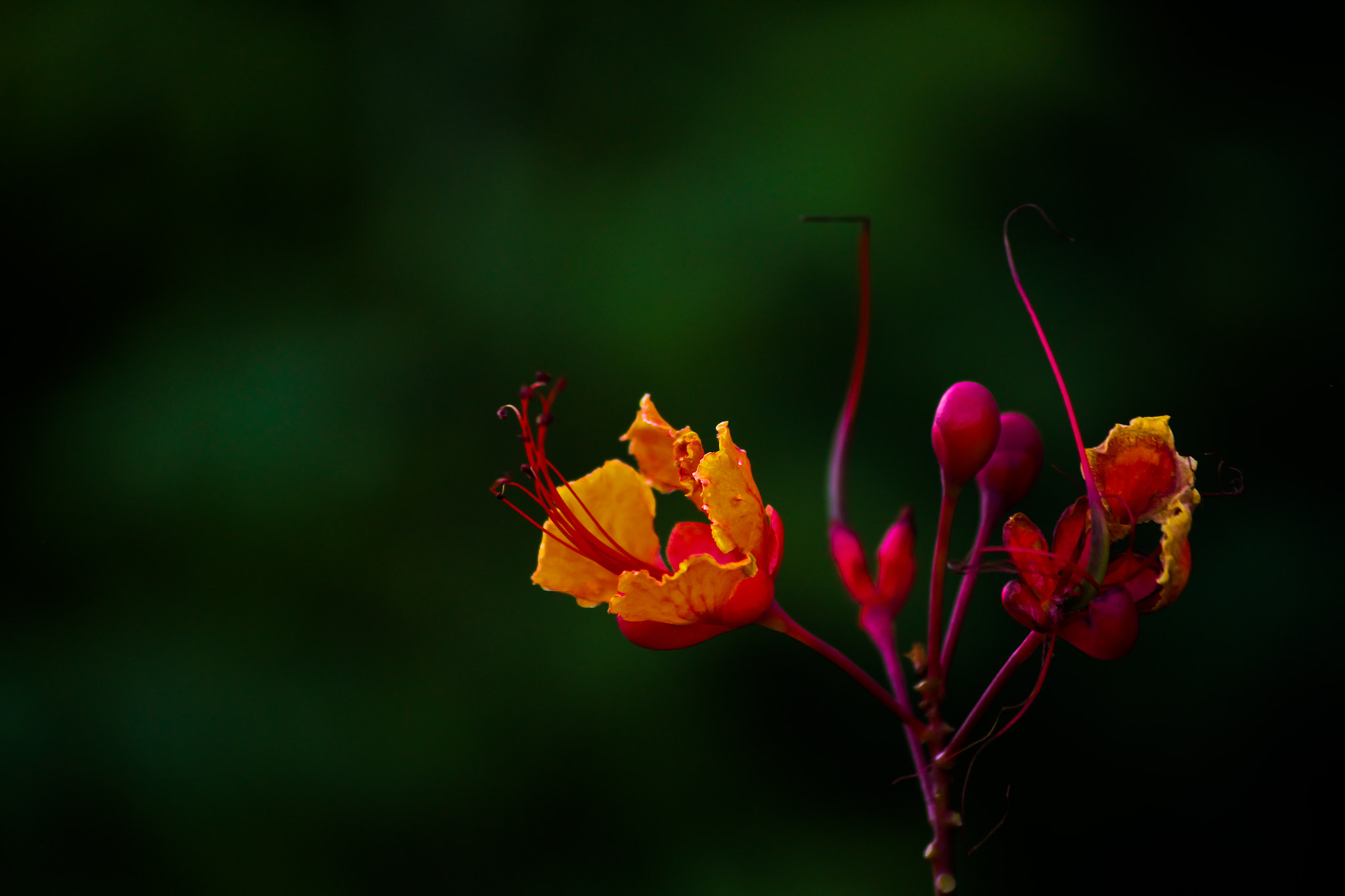 Canon EOS 650D (EOS Rebel T4i / EOS Kiss X6i) sample photo. "every day has a color, a smell" photography
