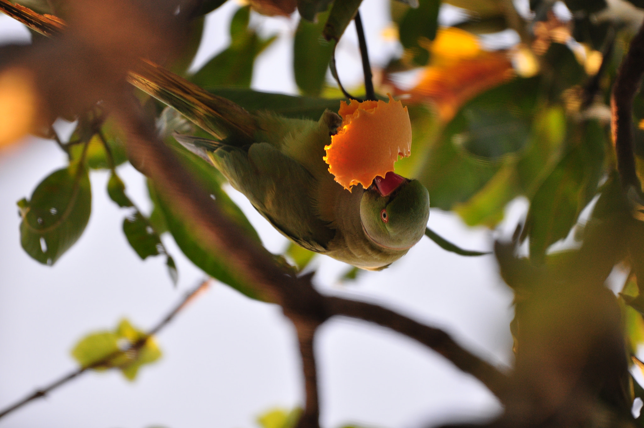 Nikon AF-S Nikkor 200-500mm F5.6E ED VR sample photo. Alexandrine parakeet photography