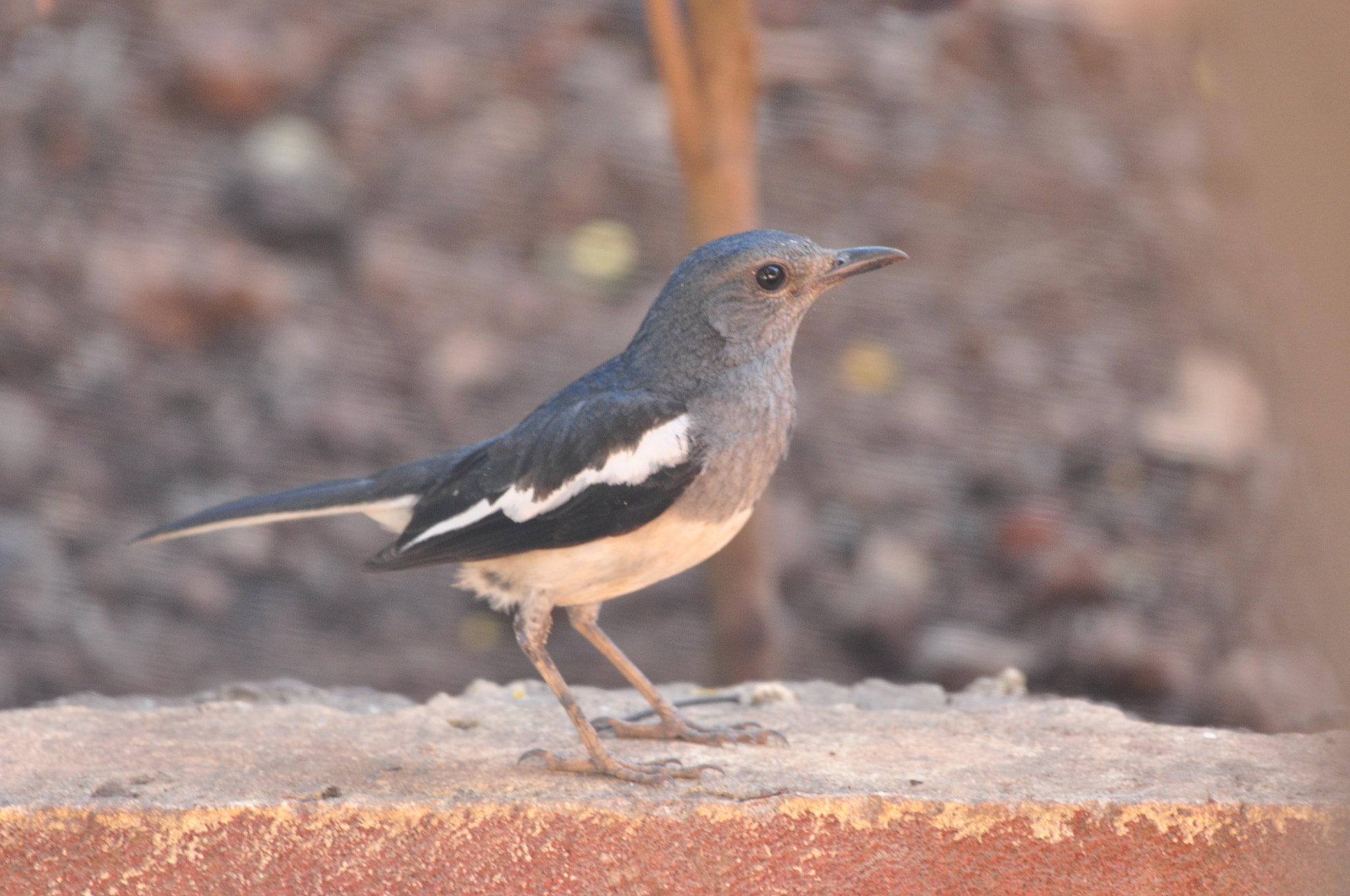 Nikon AF-S Nikkor 200-500mm F5.6E ED VR sample photo. Magpie robin female photography