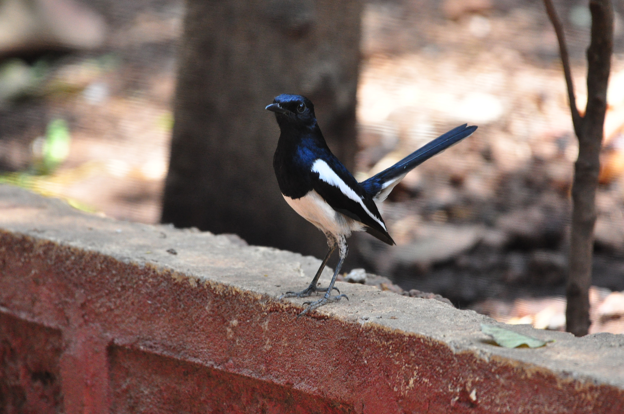Nikon AF-S Nikkor 200-500mm F5.6E ED VR sample photo. Magpie robin male photography