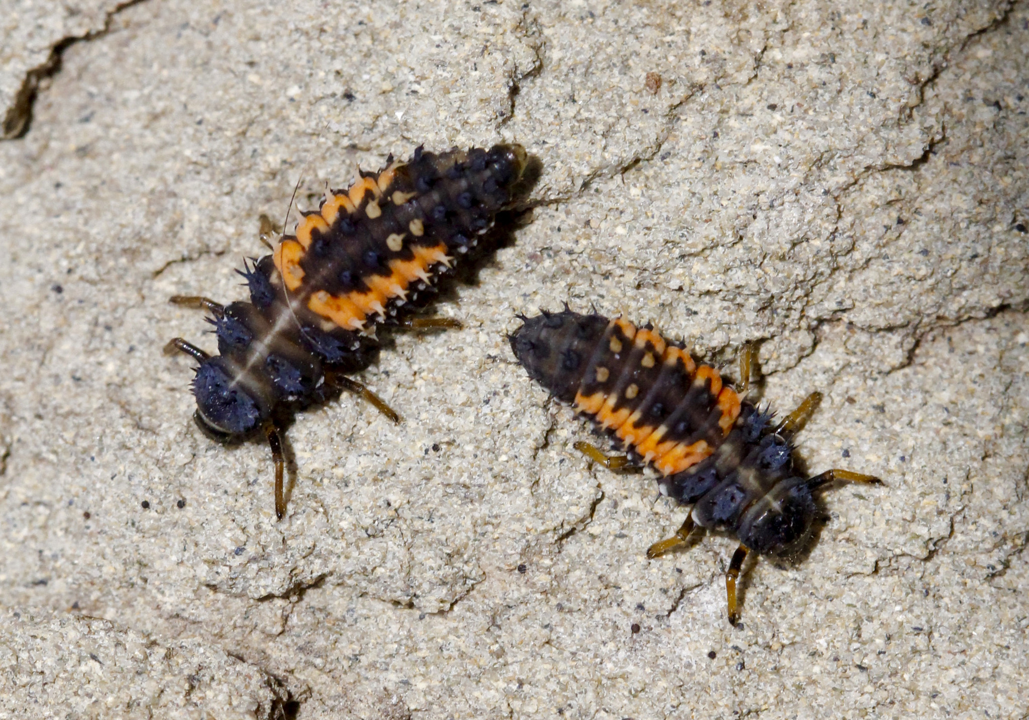 Canon EOS 60D + Canon EF 100mm F2.8L Macro IS USM sample photo. Lady bug larva photography