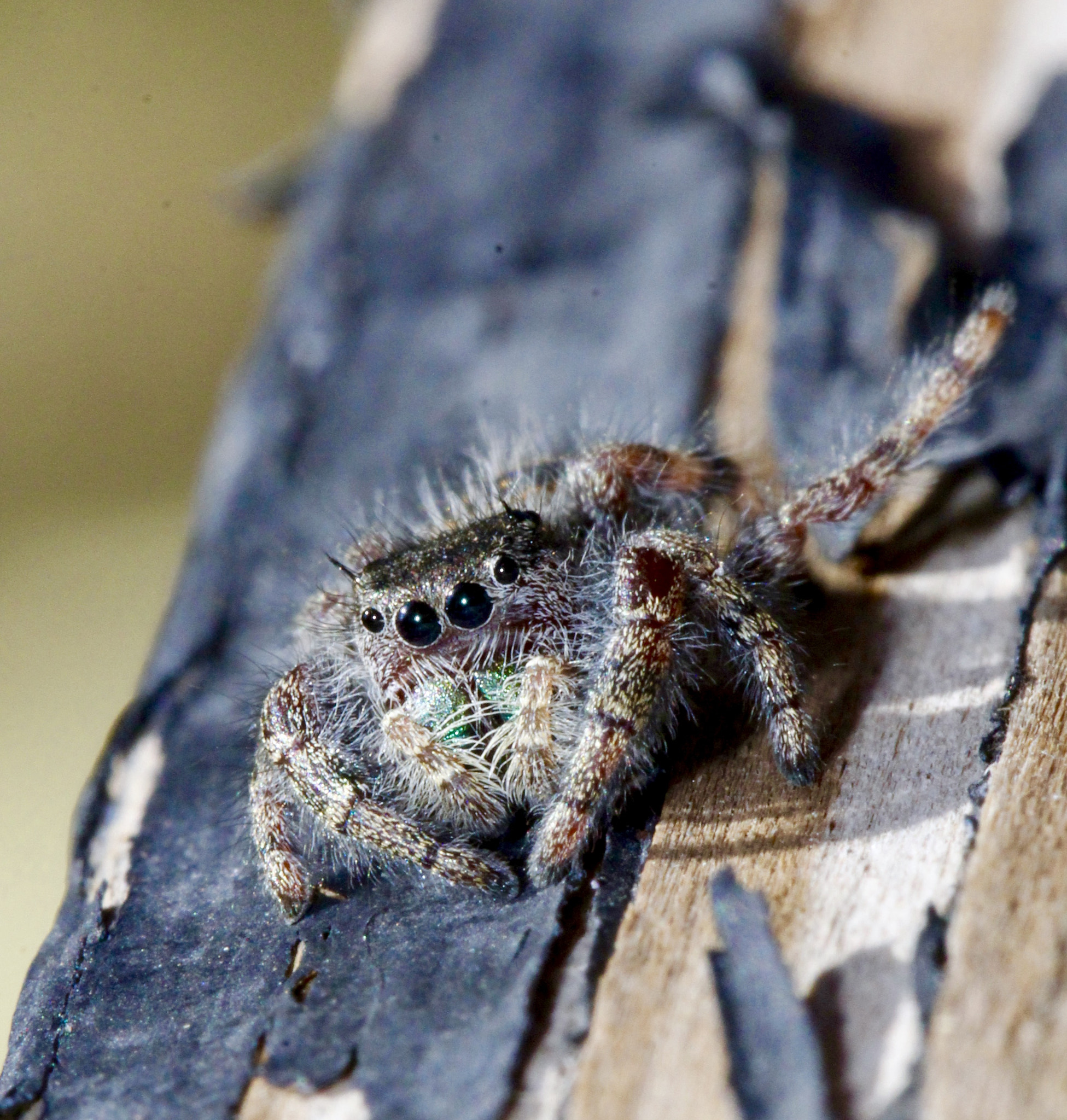 Canon EOS 60D + Canon EF 100mm F2.8L Macro IS USM sample photo. Hairy jumper photography