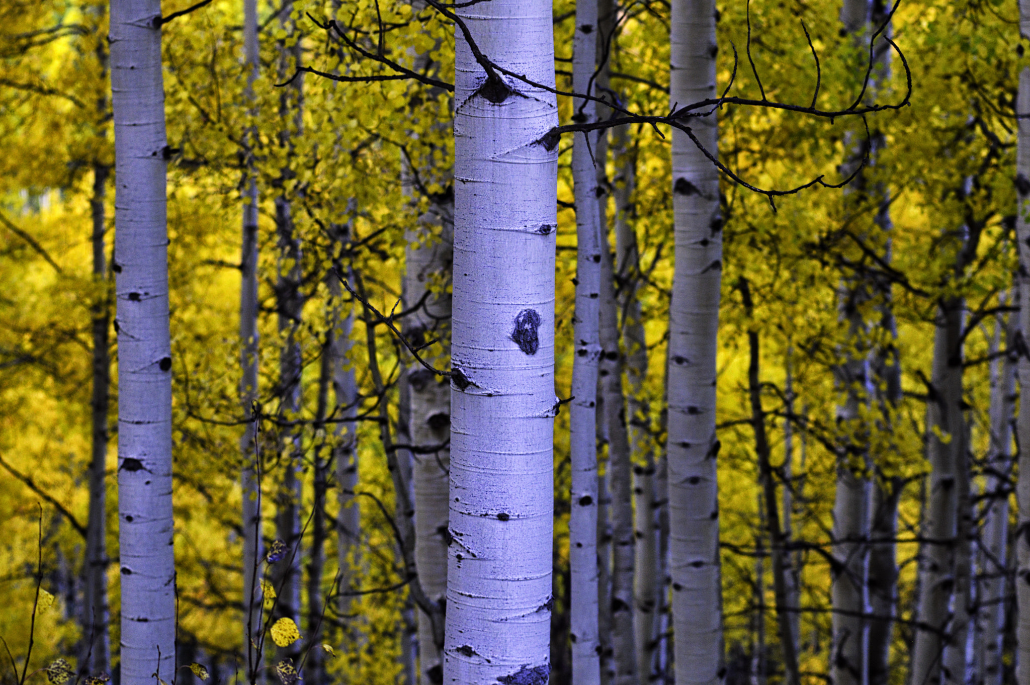 Nikon AF-S Nikkor 70-200mm F4G ED VR sample photo. Fallen photography