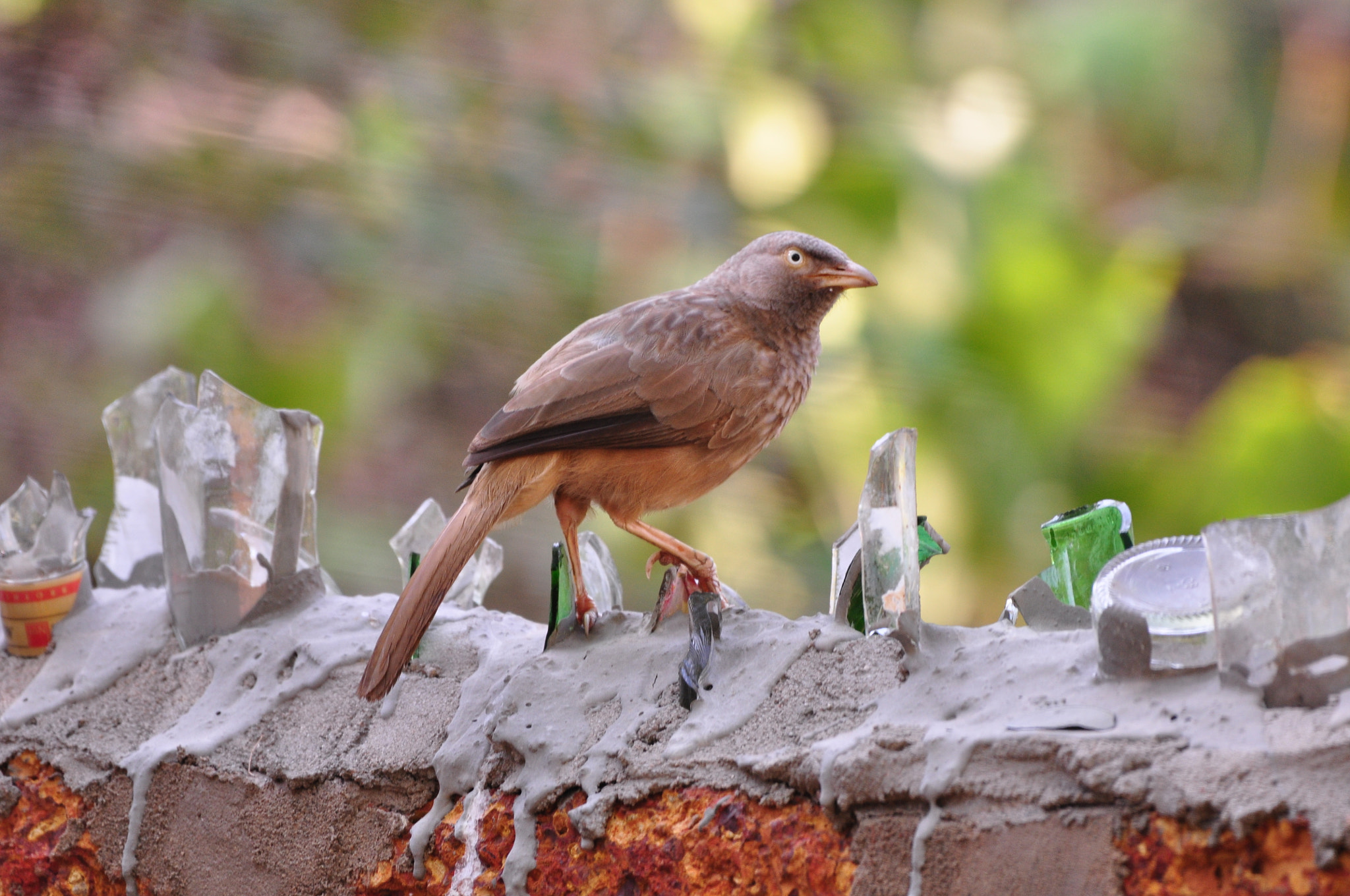 Nikon AF-S Nikkor 200-500mm F5.6E ED VR sample photo. Jungle babbler photography