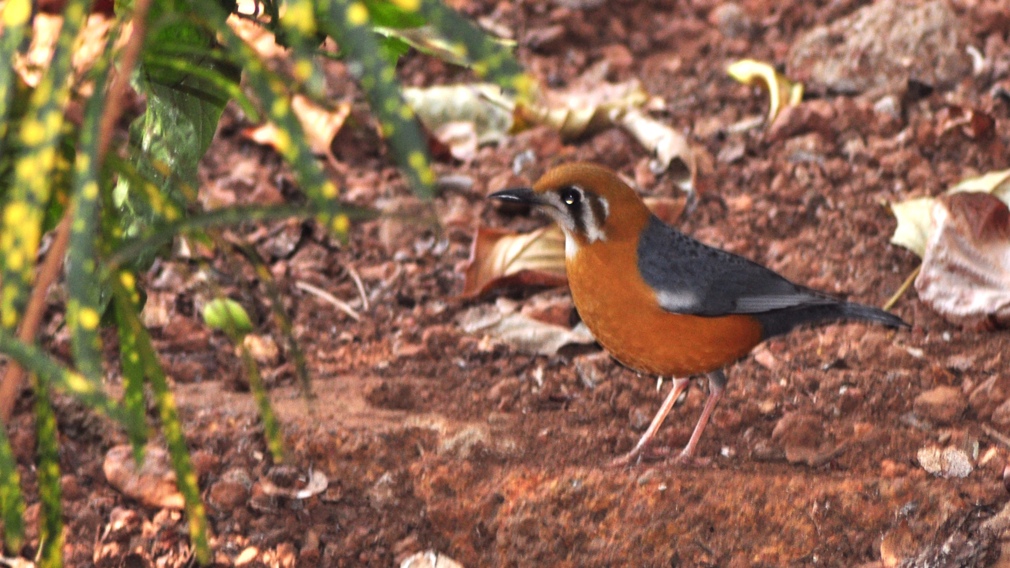 Nikon AF Nikkor 70-300mm F4-5.6G sample photo. Orange-headed rock thrush photography