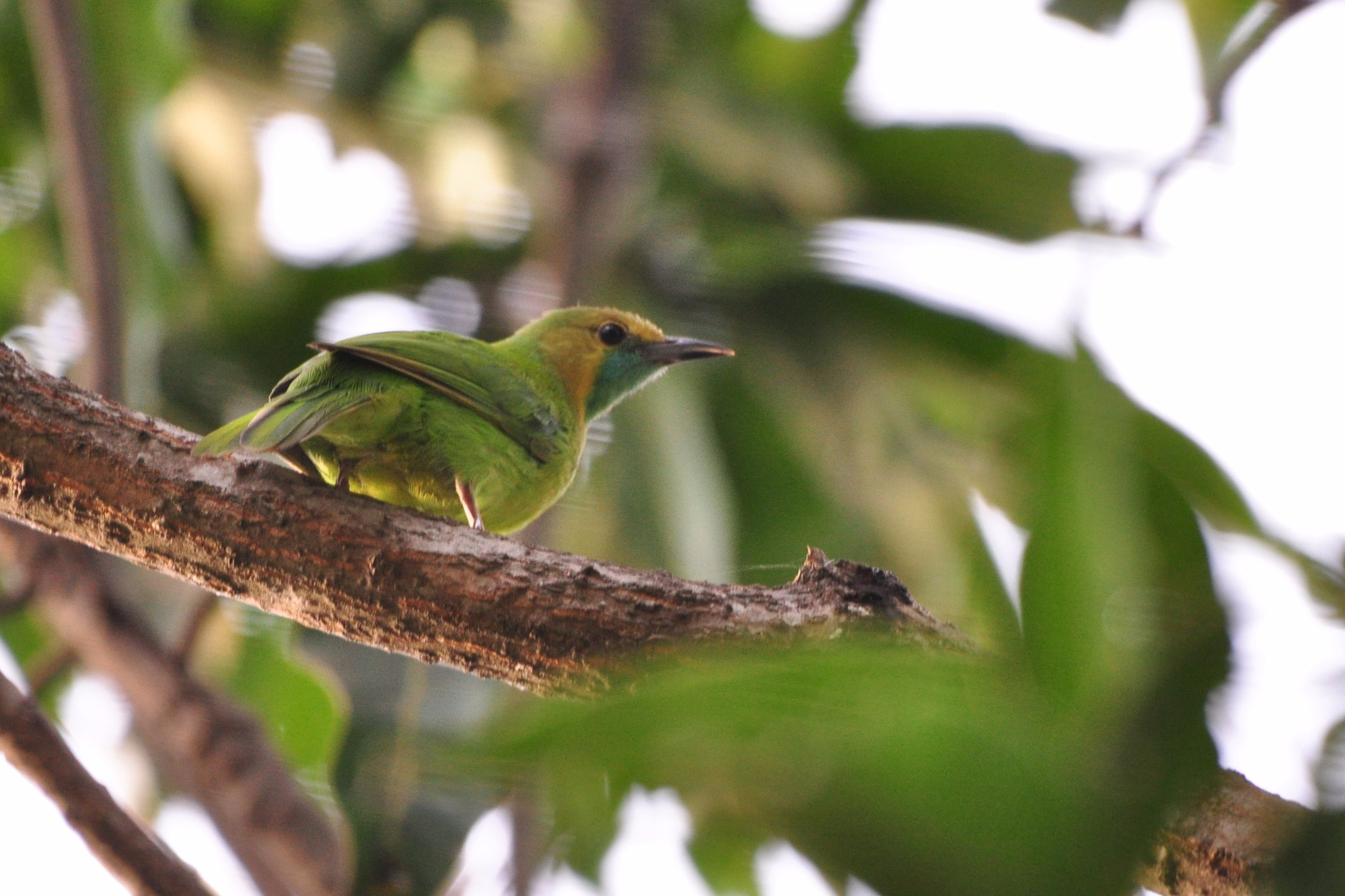 Nikon AF-S Nikkor 200-500mm F5.6E ED VR sample photo. Jerdon's leafbird - female photography