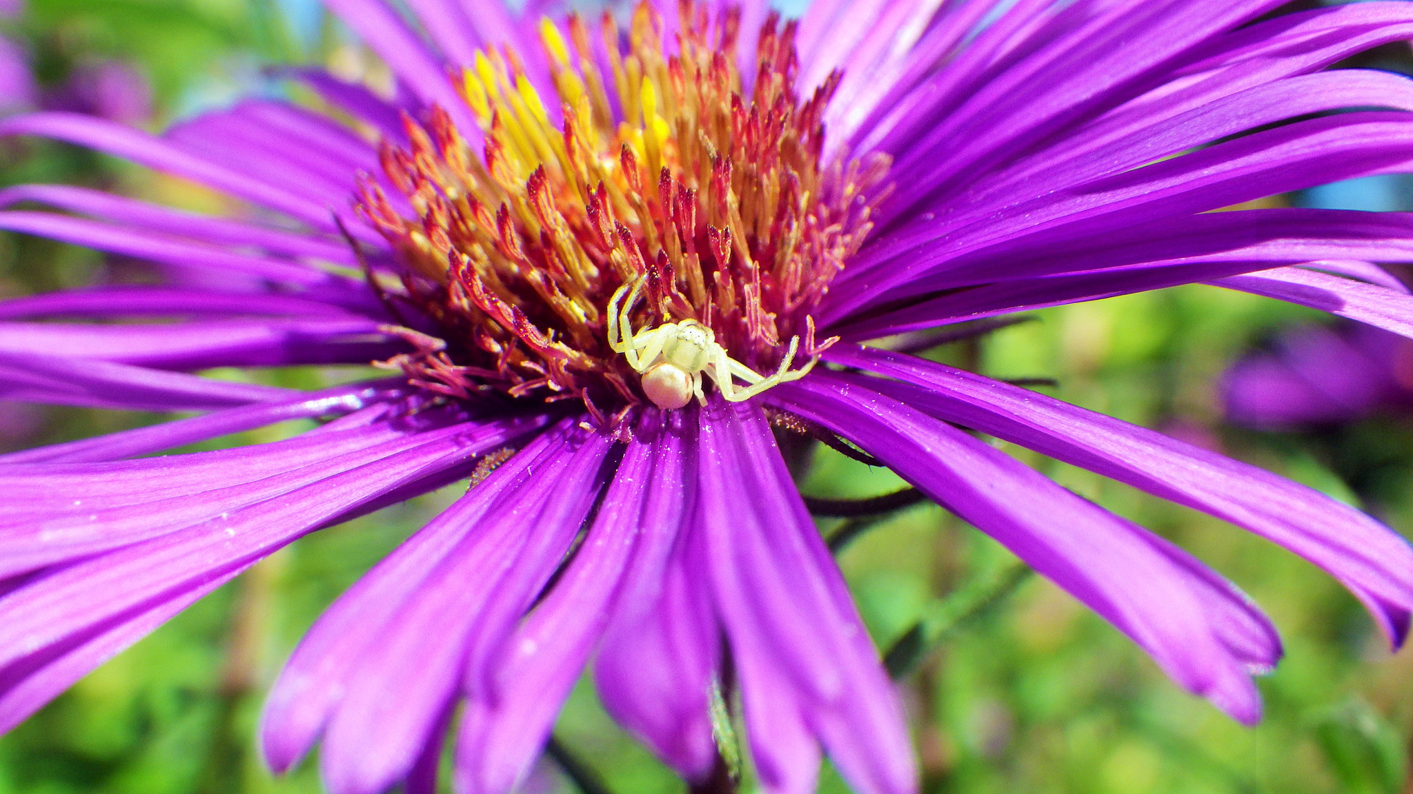 Pentax Optio WG-2 sample photo. White crabspider waiting for his breakfast photography
