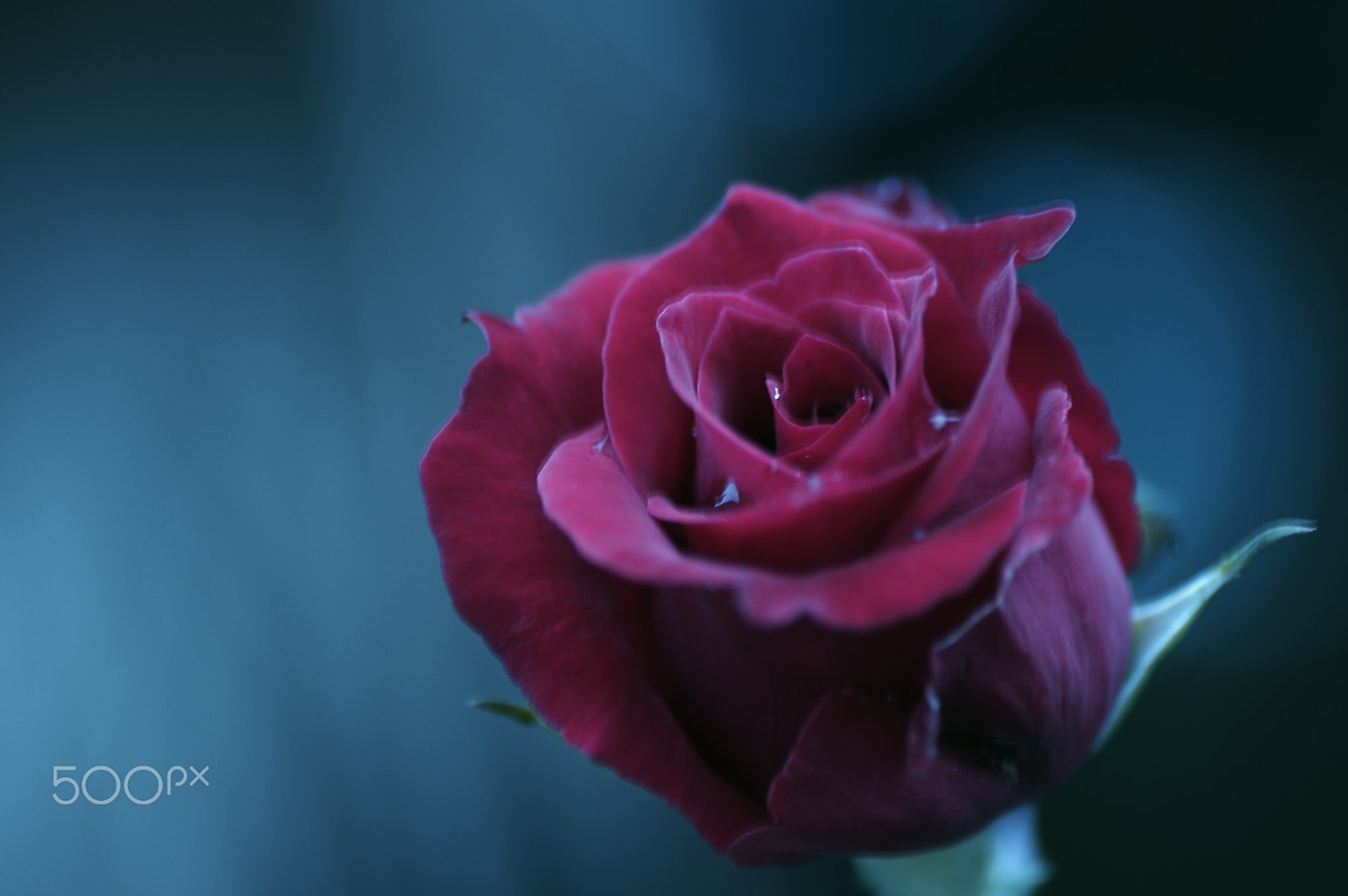 Tamron SP AF 90mm F2.8 Di Macro sample photo. Cool face photography