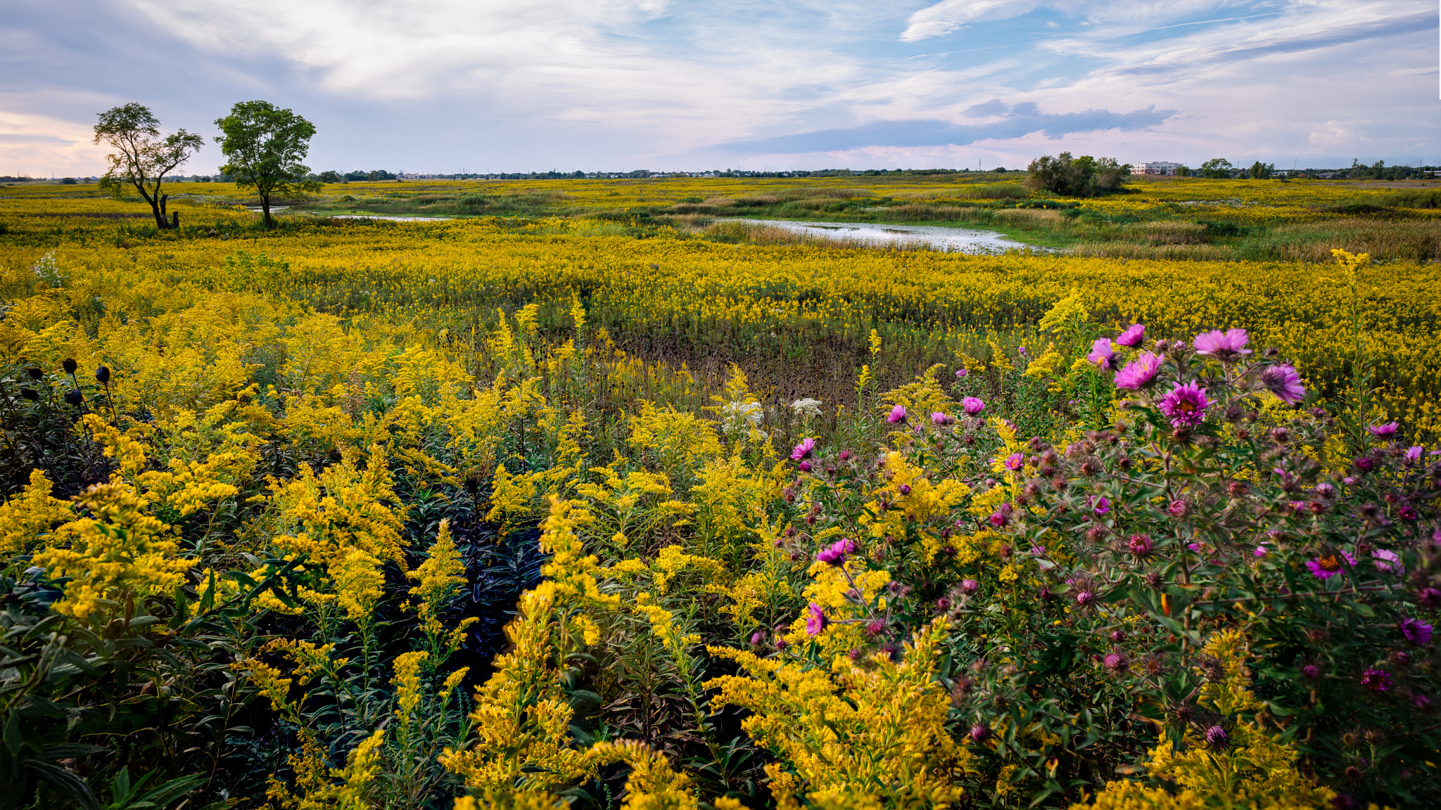 Sony a7R + E 21mm F2.8 sample photo. Prairie gold photography