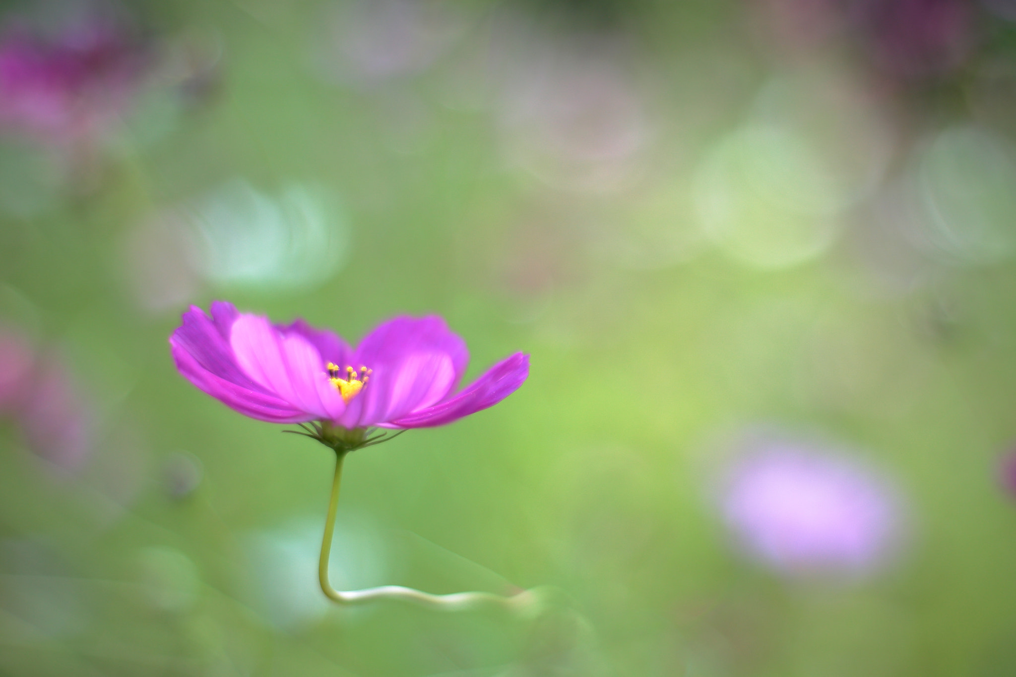 ZEISS Planar T* 50mm F1.4 sample photo. Cosmos photography