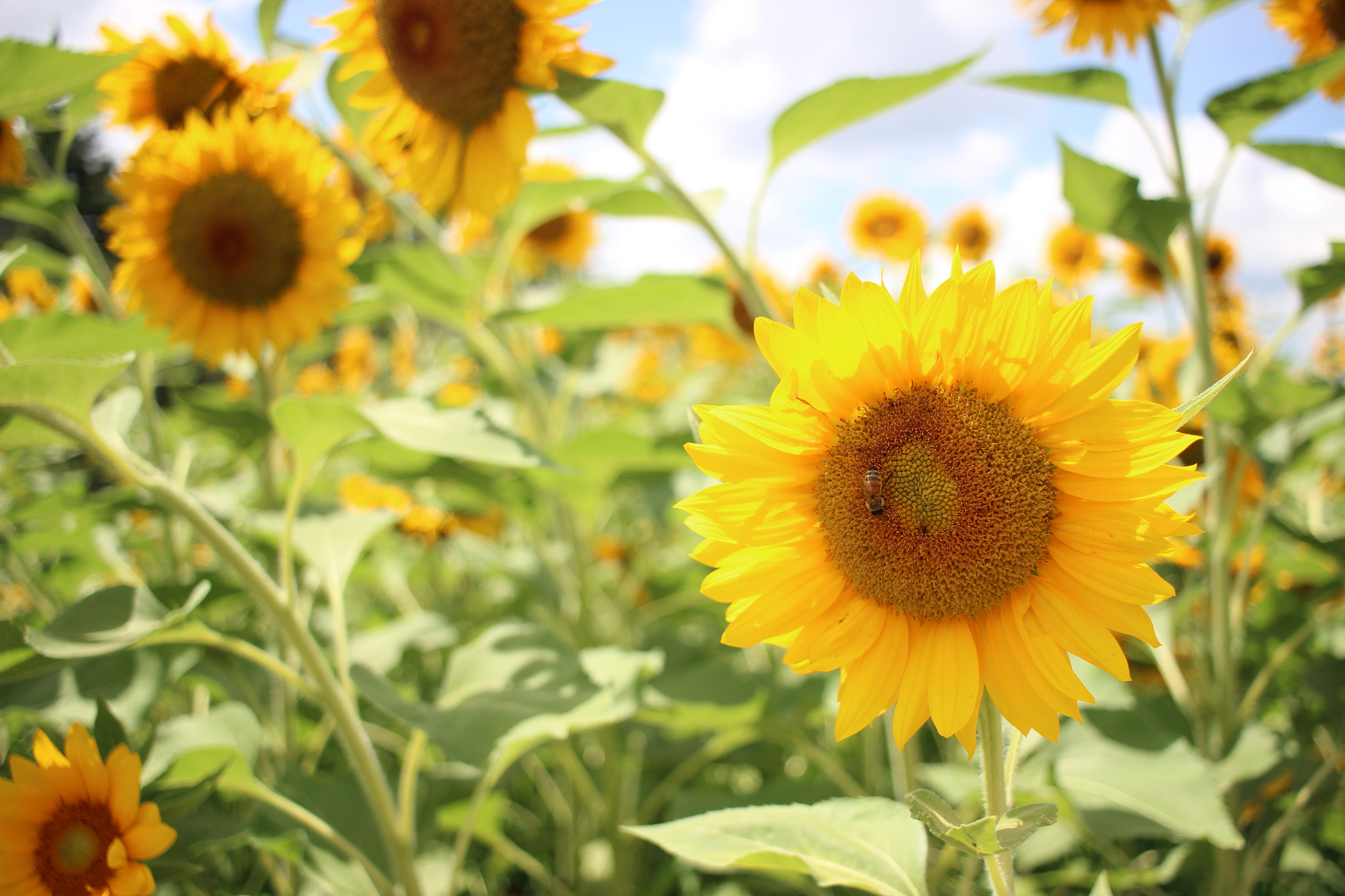 Canon EF-S 24mm F2.8 STM sample photo. Sunflower with a bee photography