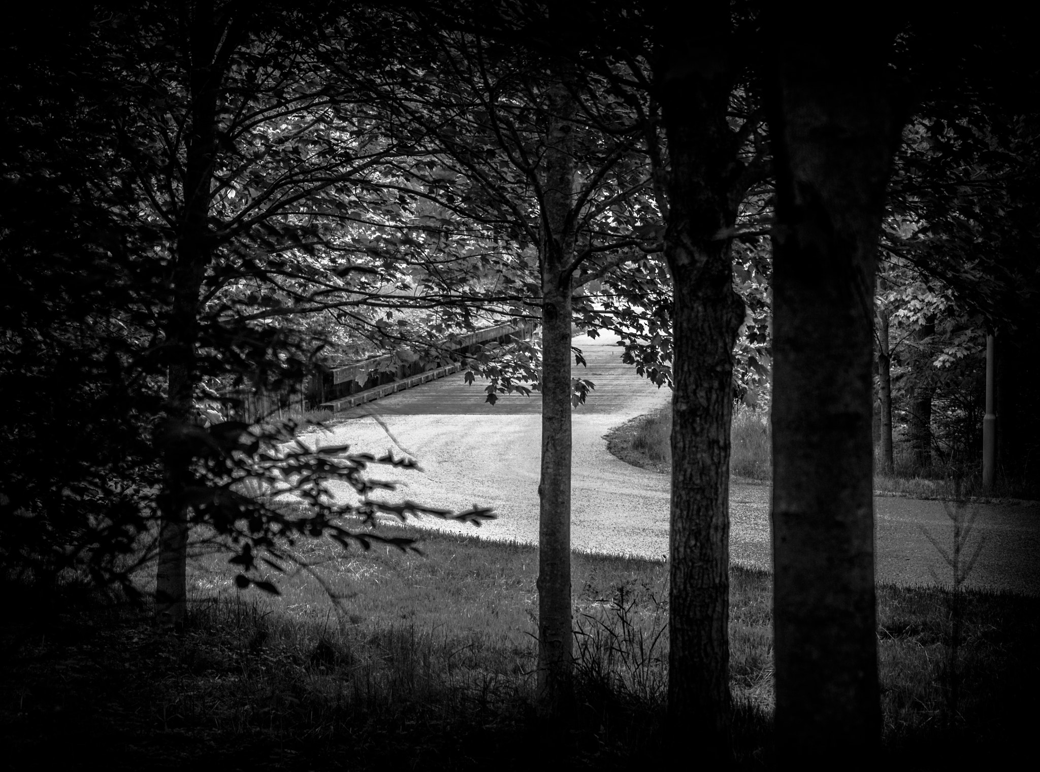 Olympus OM-D E-M5 sample photo. Path photography