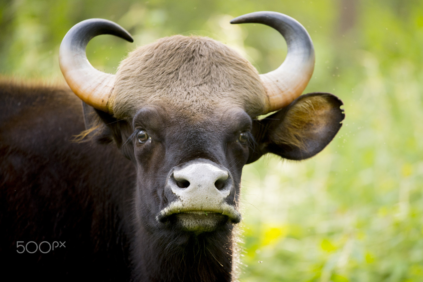 Nikon Nikkor AF-S 300mm F4E PF ED VR sample photo. Gaur or the indian bison photography