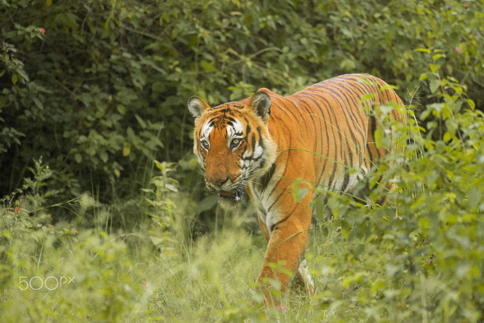 Nikon Nikkor AF-S 300mm F4E PF ED VR sample photo. Prince of bandipur photography
