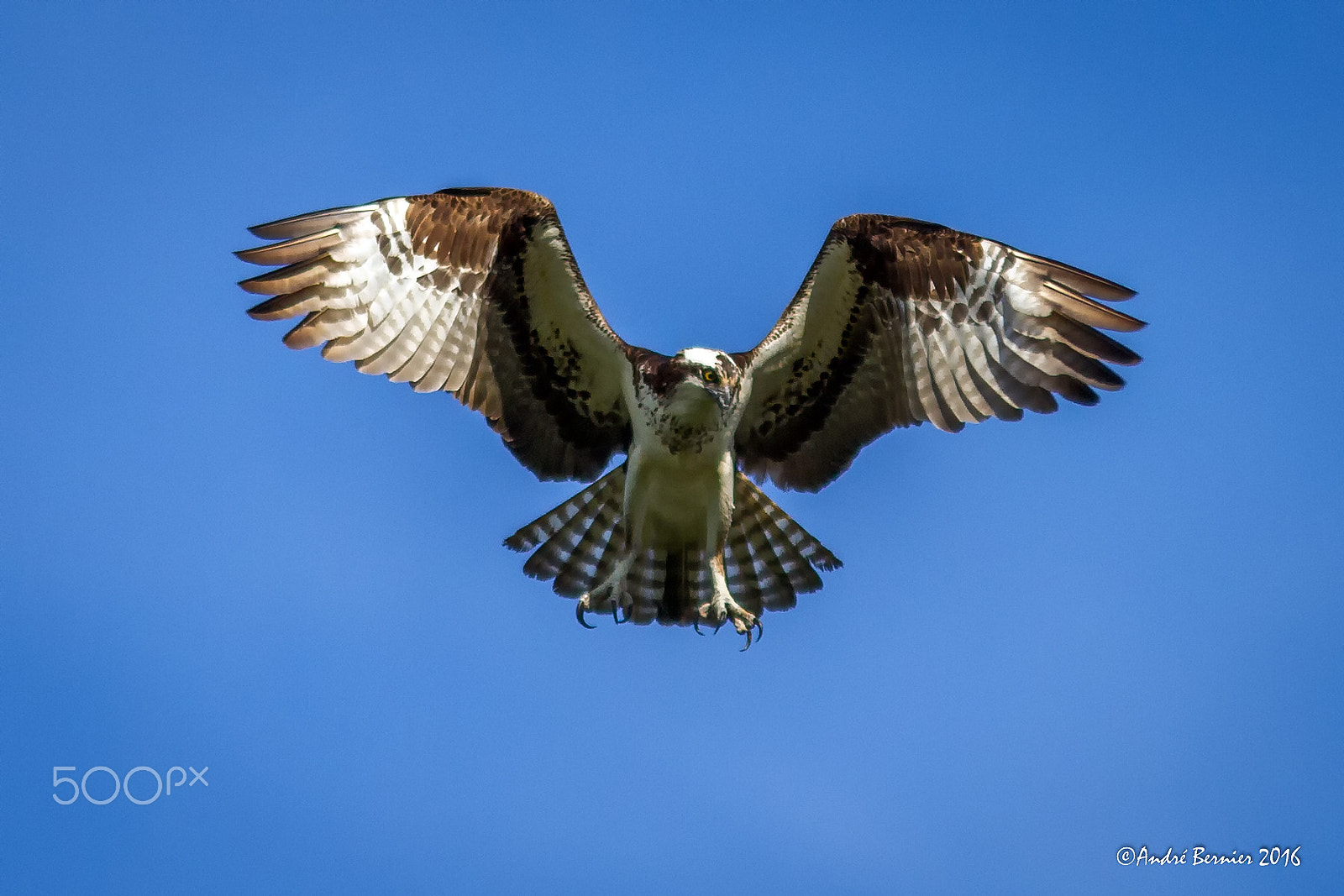 Canon EF 300mm F4L IS USM sample photo. Balbuzard photography