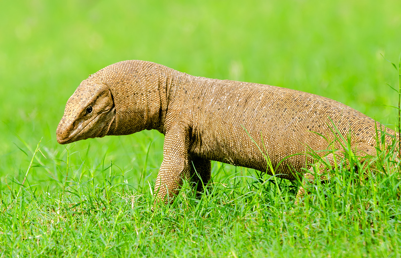 Nikon D7000 + Nikon AF-S Nikkor 500mm F4G ED VR sample photo. Monitor lizard photography