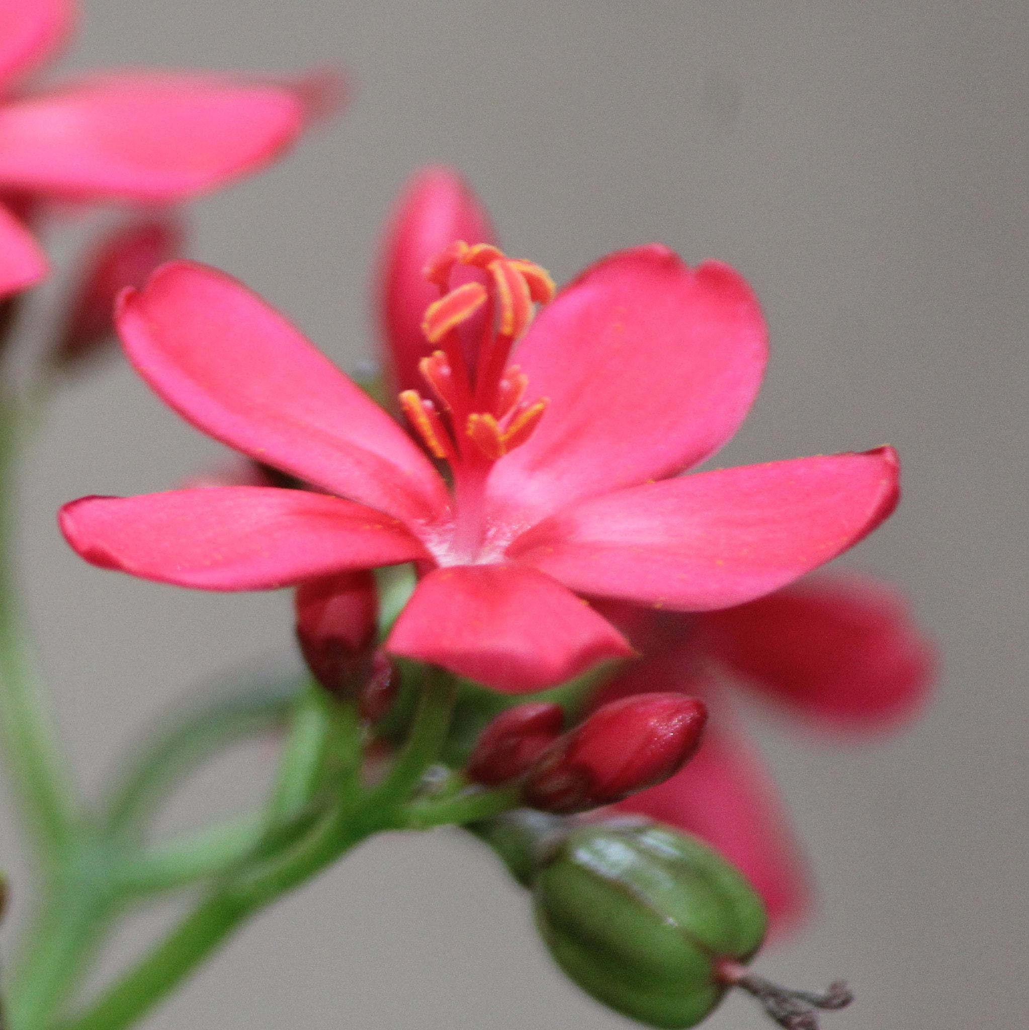 Canon EF-S 55-250mm F4-5.6 IS II sample photo. Perennial brightness ❤️❤️❤️ photography