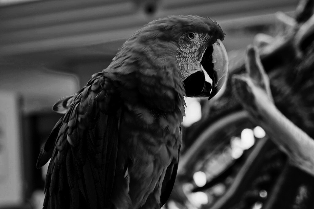Sony a7R + Sony Sonnar T* FE 55mm F1.8 ZA sample photo. Rock steady eyes photography