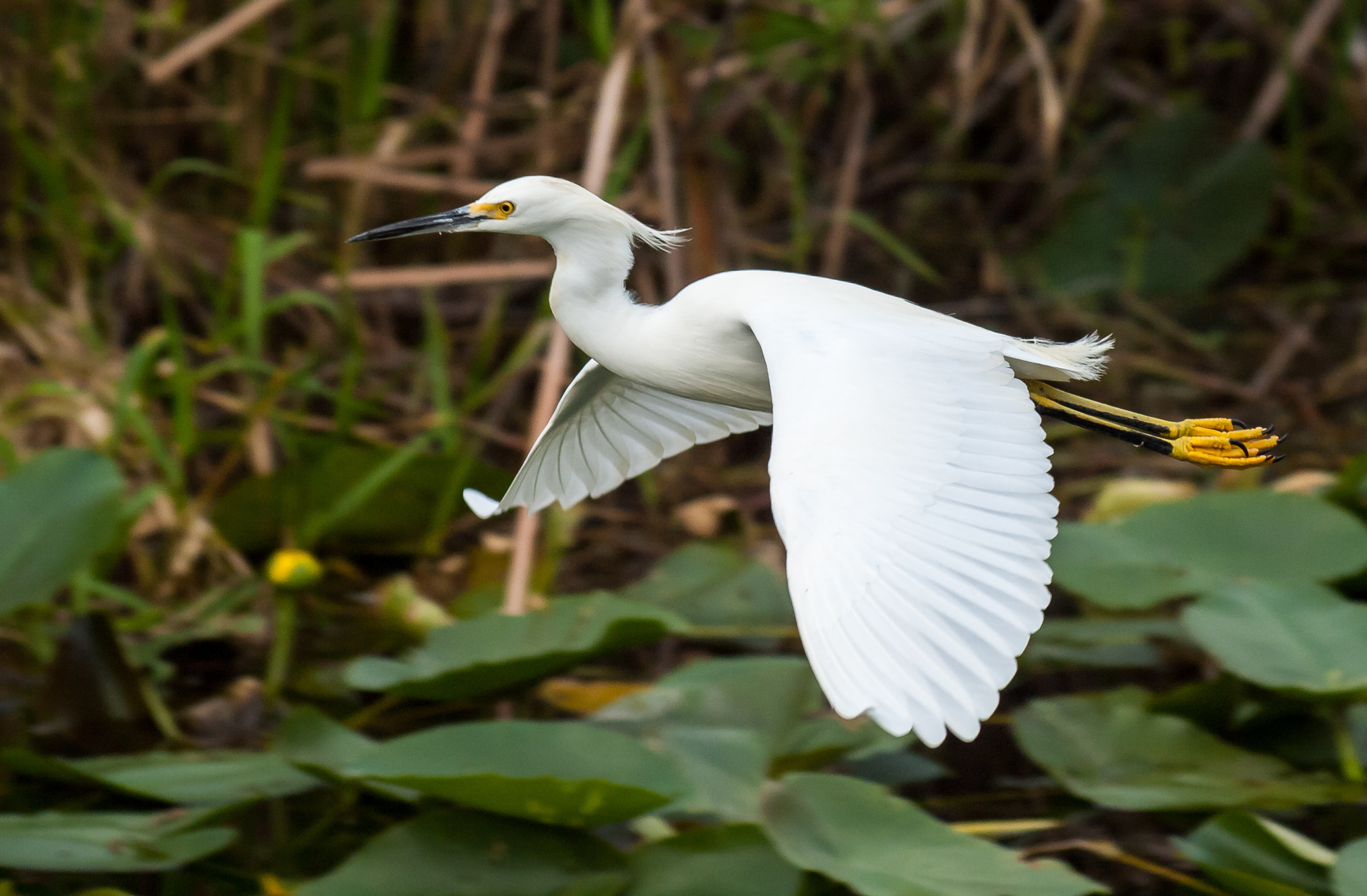 Olympus Zuiko Digital ED 70-300mm F4.0-5.6 sample photo. Snowy egret photography