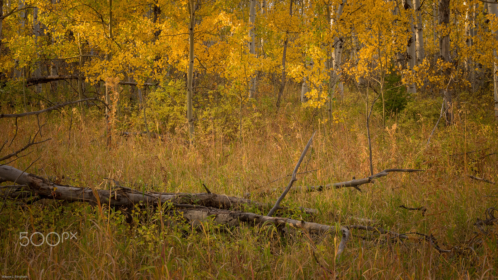 Olympus OM-D E-M1 sample photo. Grove photography