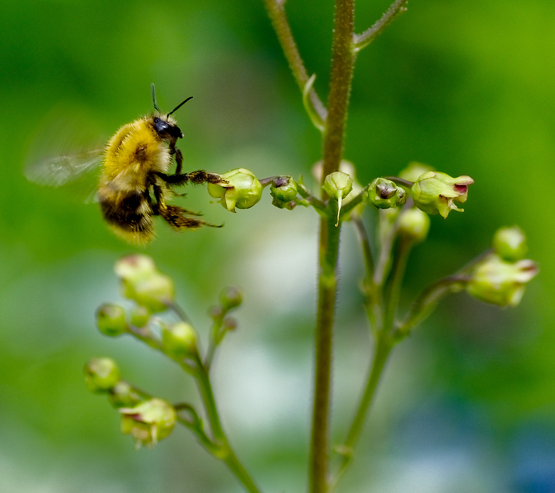 Pentax K-5 + Tamron SP AF 90mm F2.8 Di Macro sample photo. Шмель photography