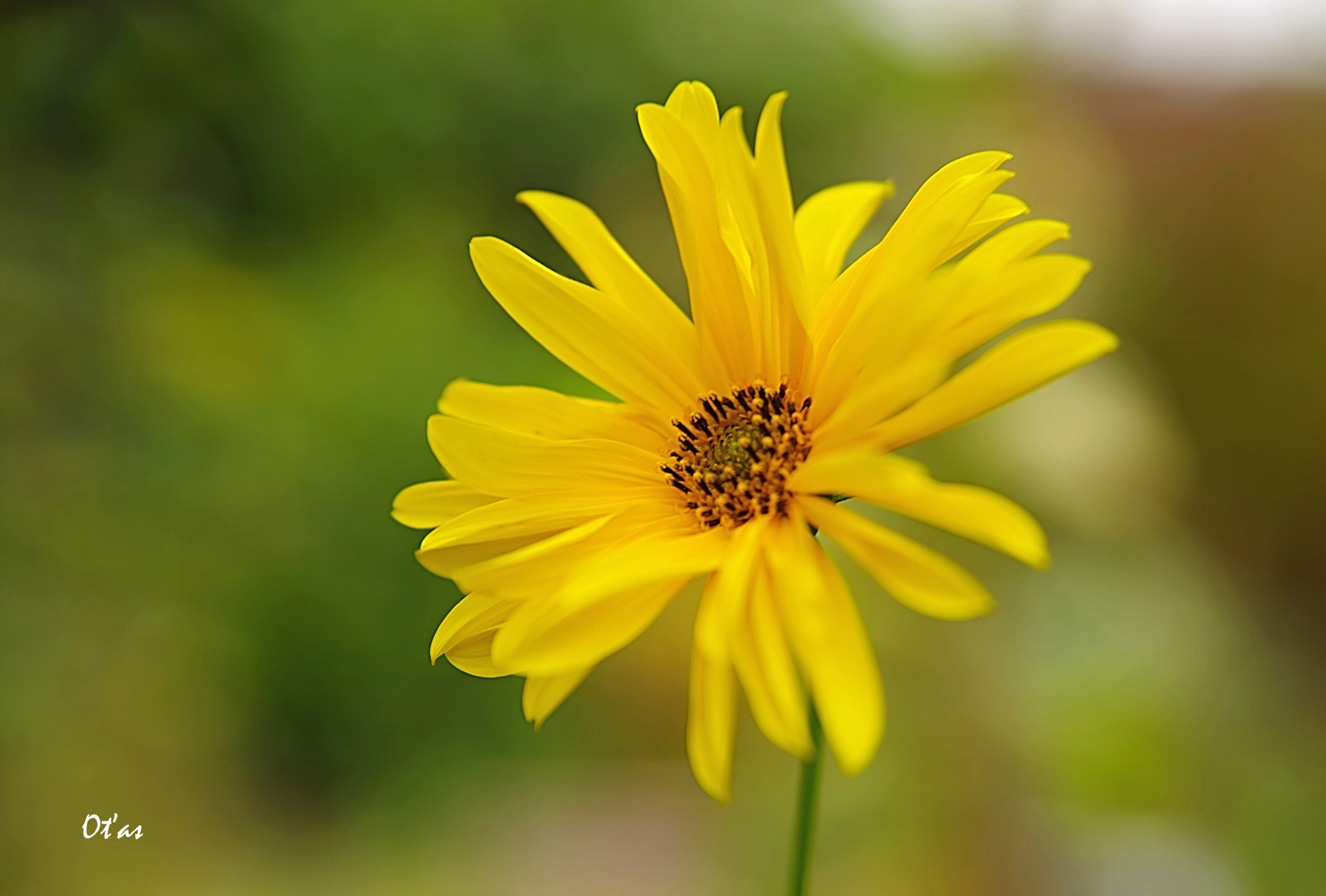 Pentax K-1 sample photo. Flower ii photography