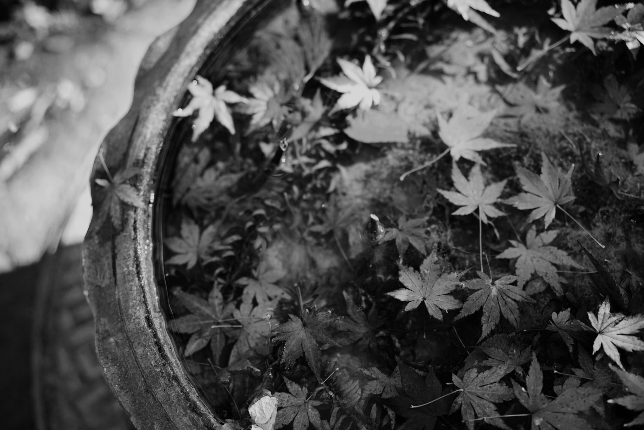 Sony a7R + Sony Sonnar T* FE 55mm F1.8 ZA sample photo. Maple pickles photography