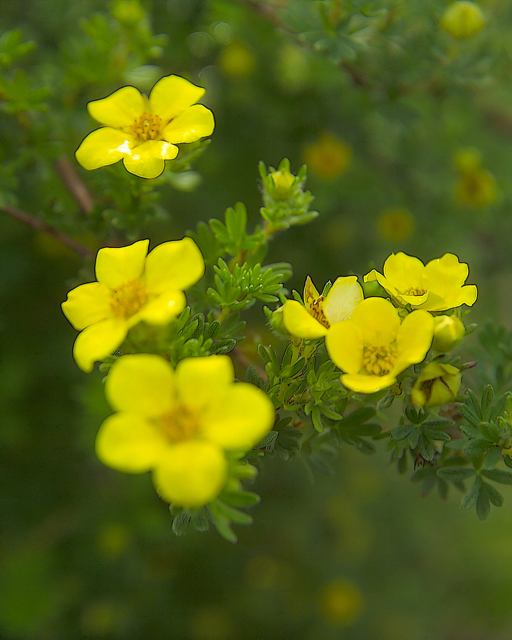 Kodak DCS Pro 14N sample photo. Yellow flowers photography