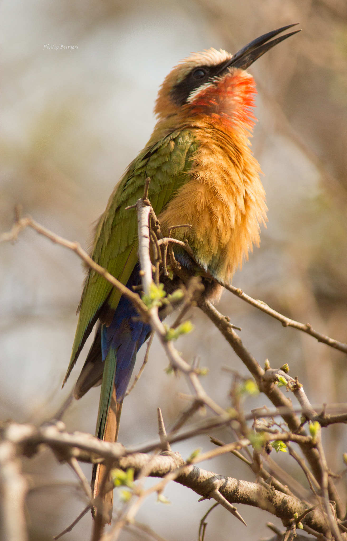 Canon EF 70-200mm F2.8L USM sample photo. White fronted bee-eater photography
