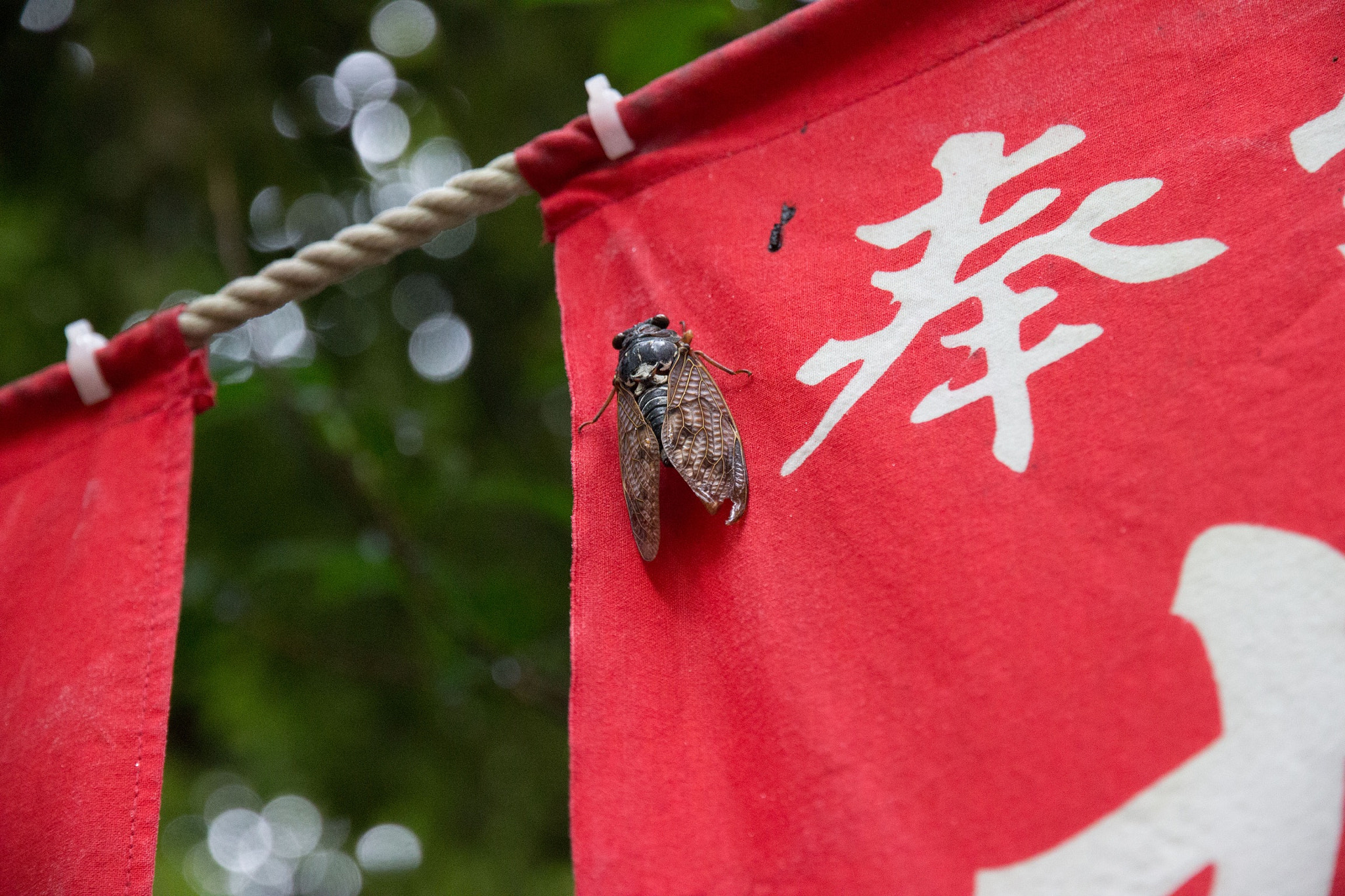 Canon EOS 600D (Rebel EOS T3i / EOS Kiss X5) sample photo. 蝉 photography